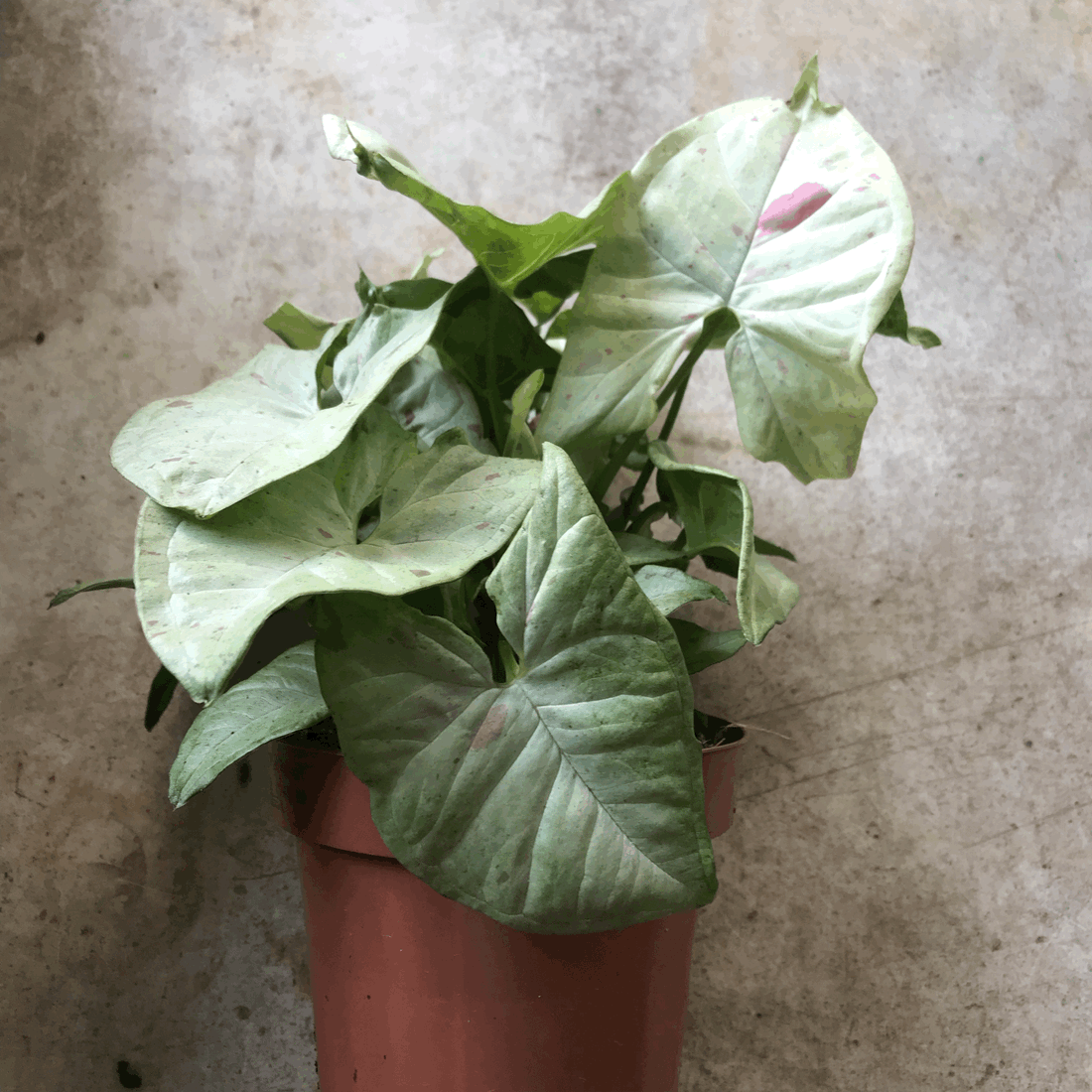 Syngonium podophyllum &