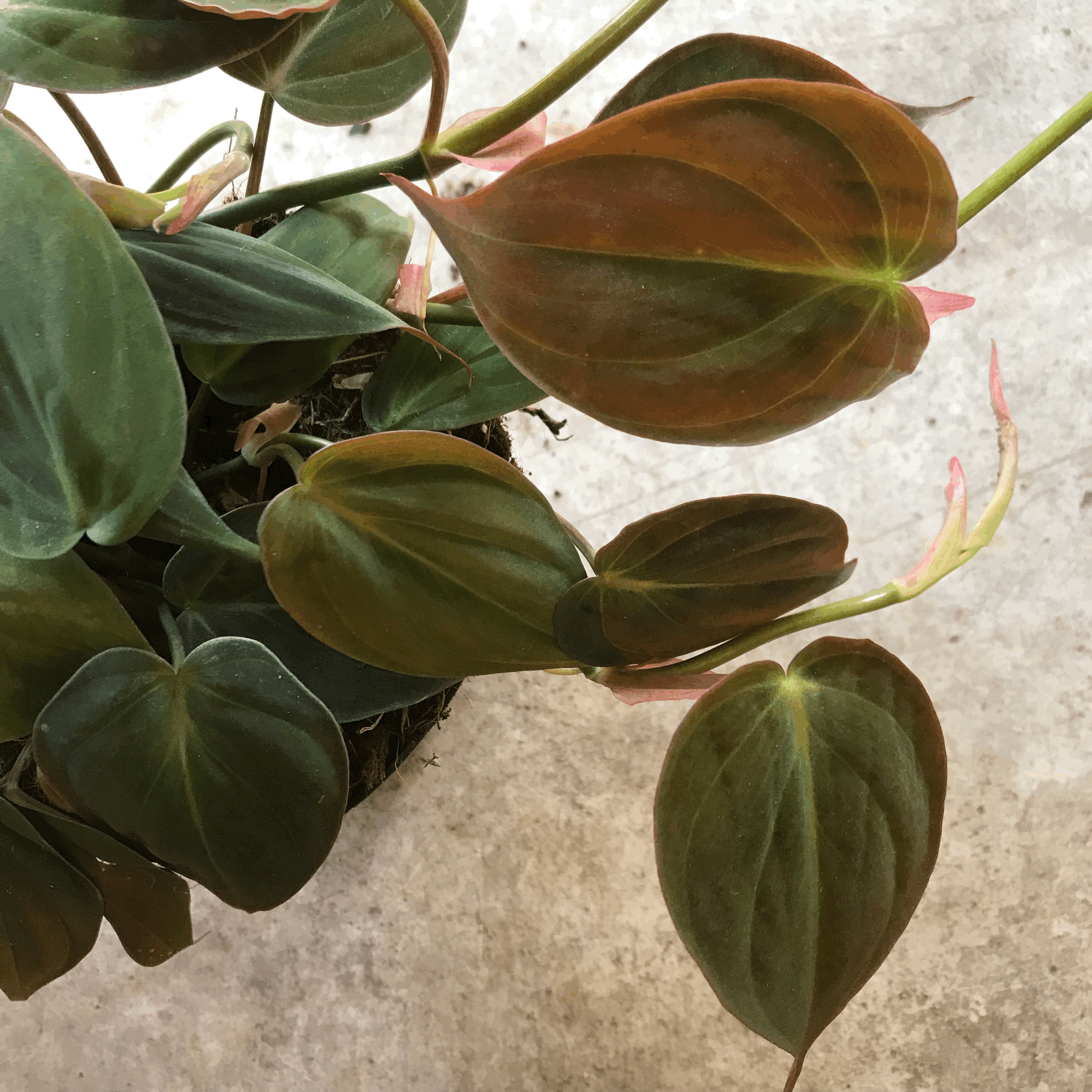Philodendron hederaceum var. hederaceum (Philodendron Micans)