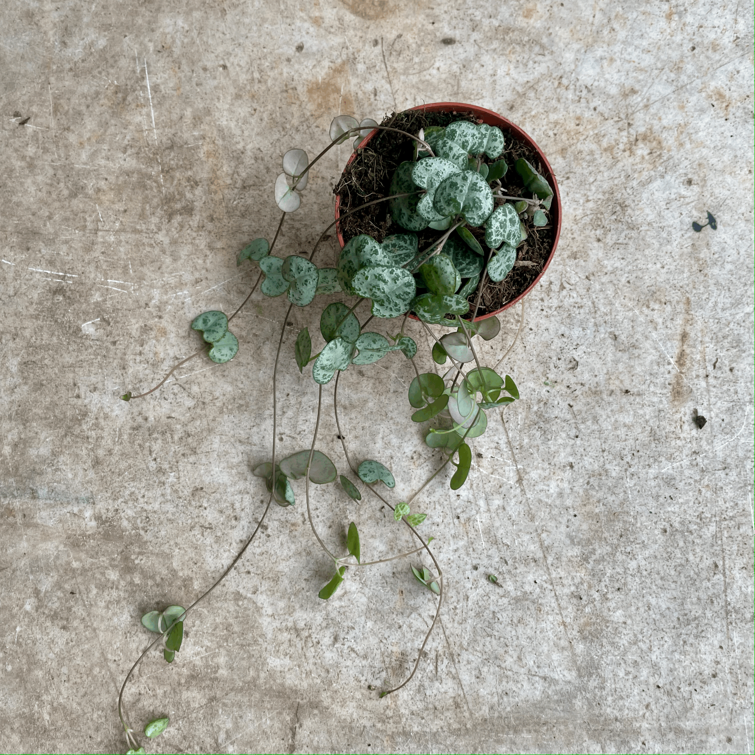 Ceropegia woodii (String of Hearts / Rosary vine)