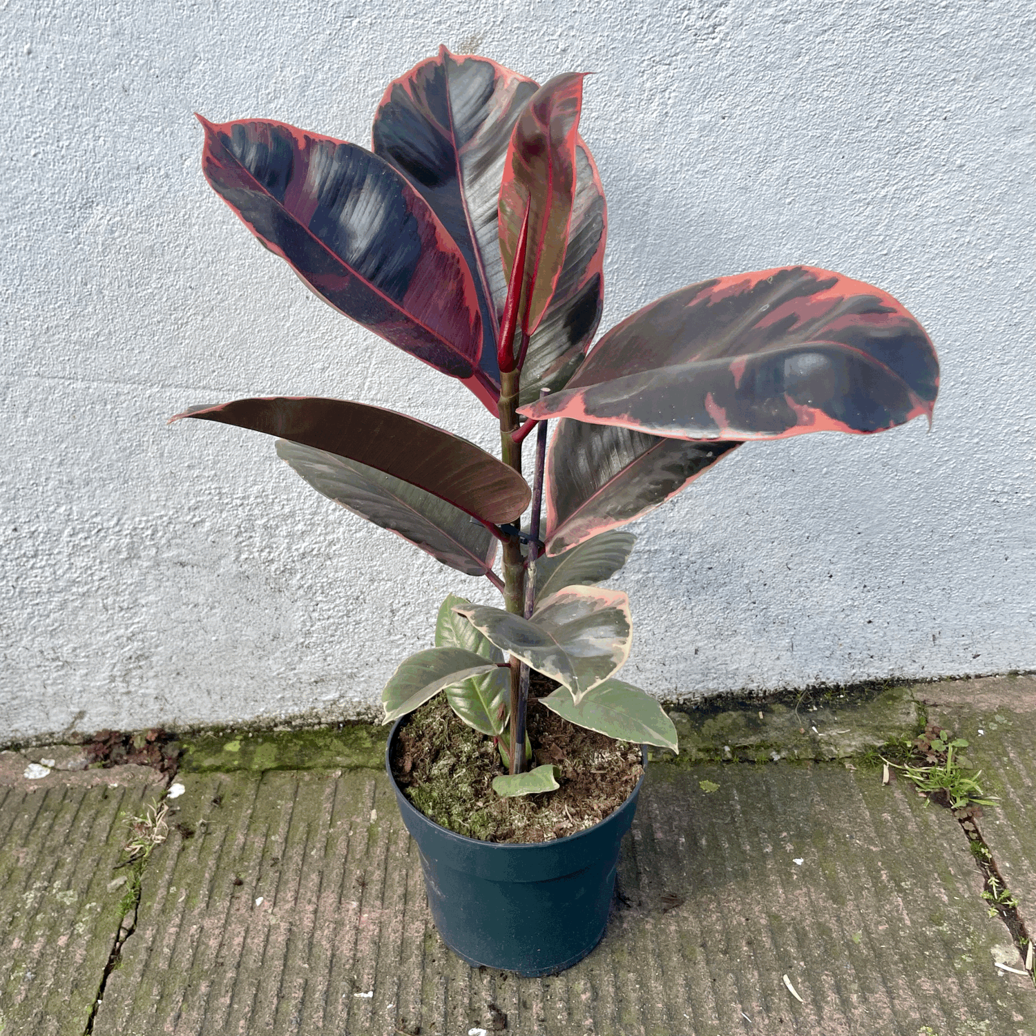 Ficus elastica (Rubber Plant) -5 varieties available