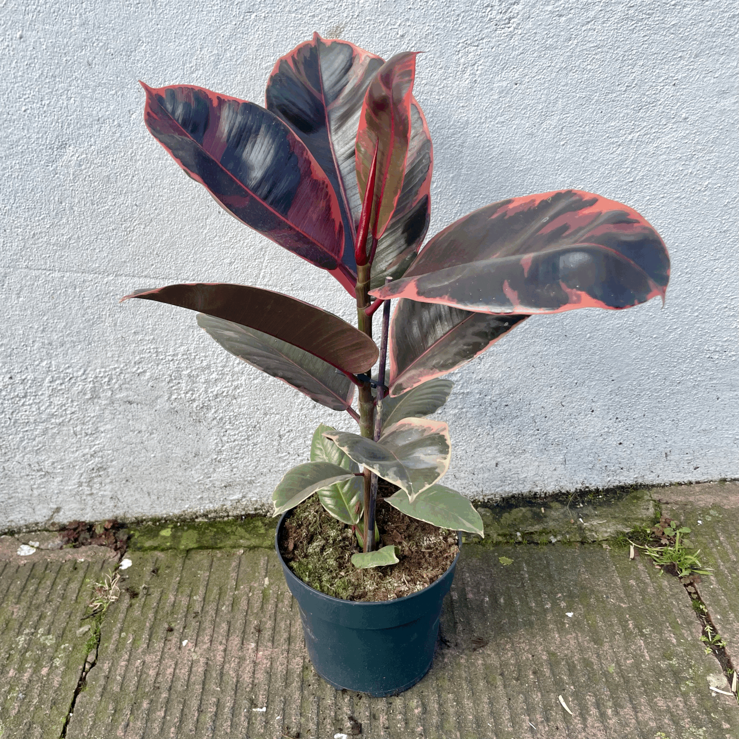 Ficus elastica (Rubber Plant) -5 varieties available