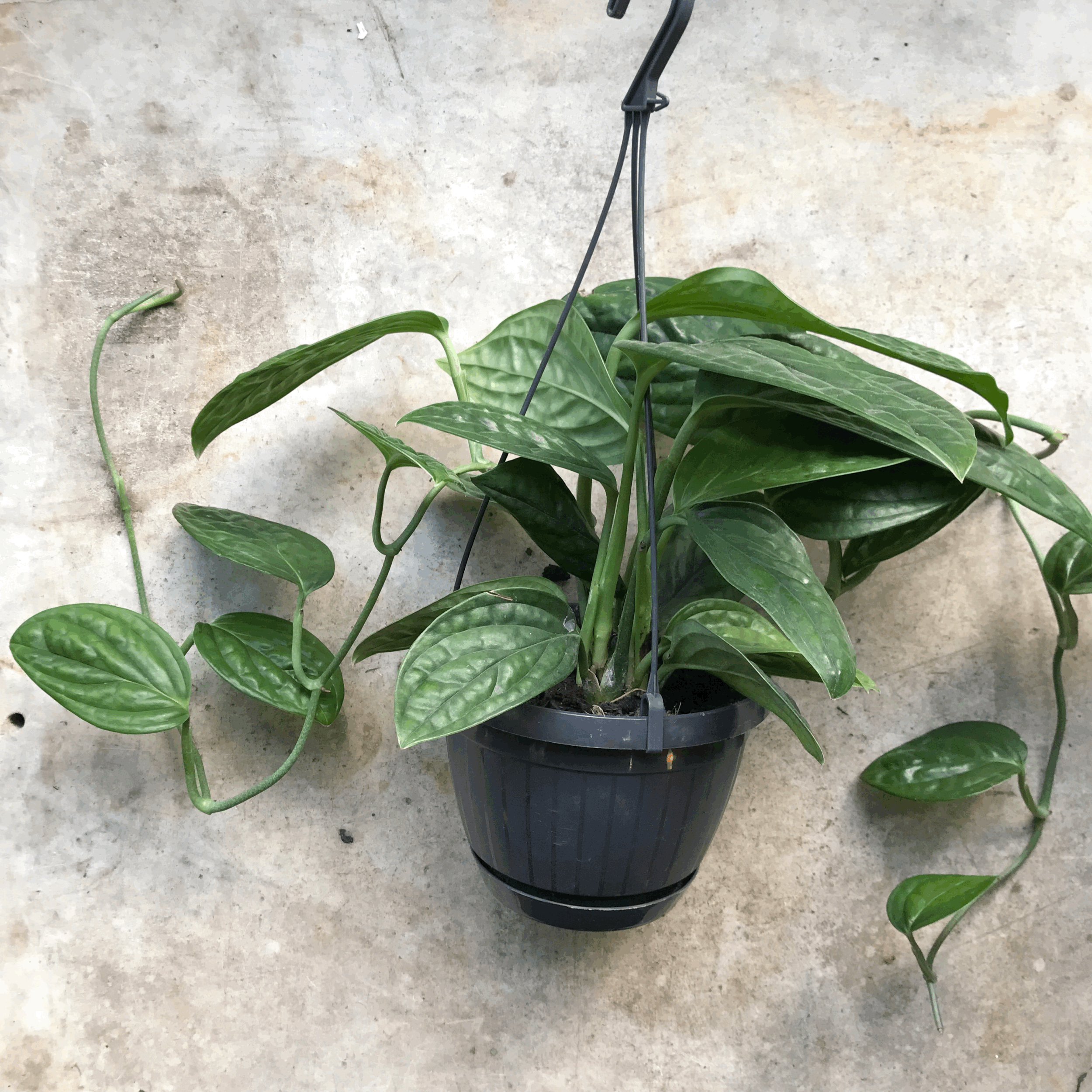 Philodendron karstenianum syn. Monstera Peru / Marble Planet (Various sizes available)