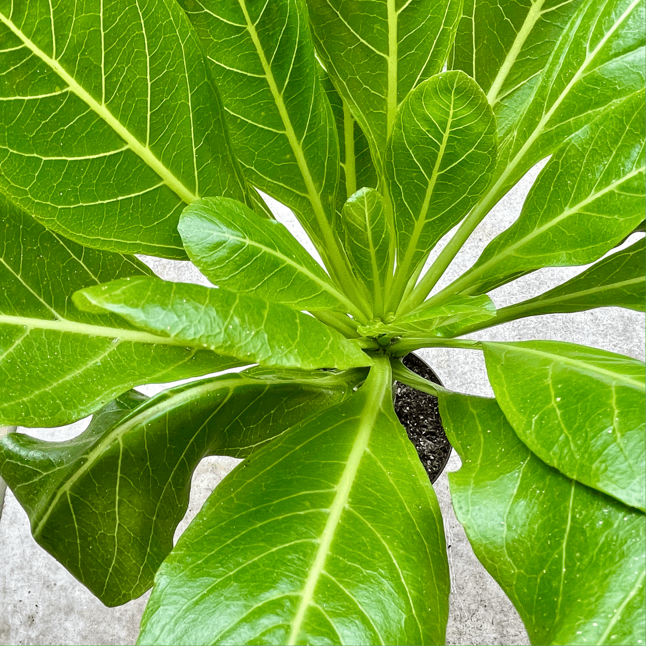 Brighamia insignis (Hawaiian palm / Lettuce on a Stick)