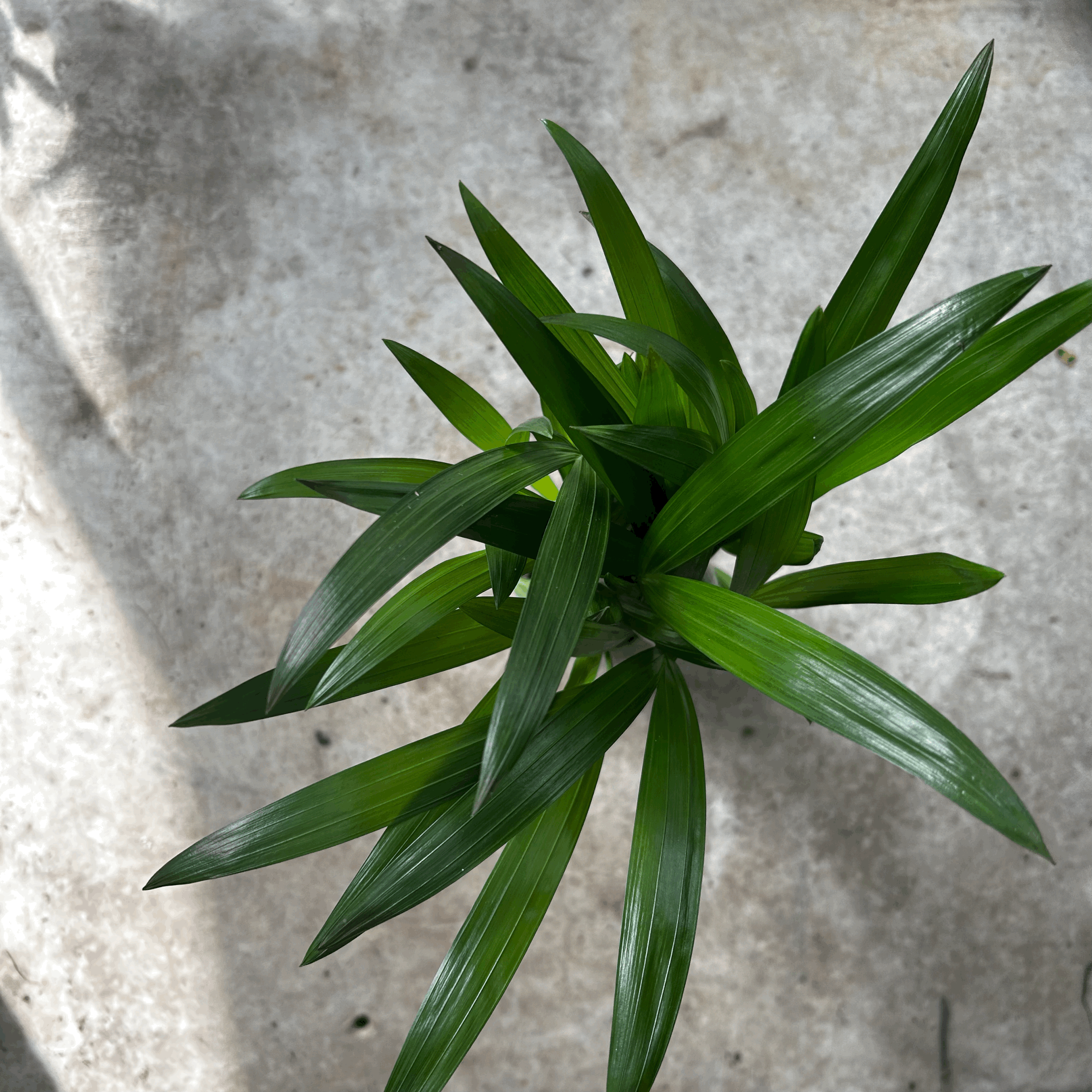 Dypsis lutescens (Areca palm/ Butterfly palm)