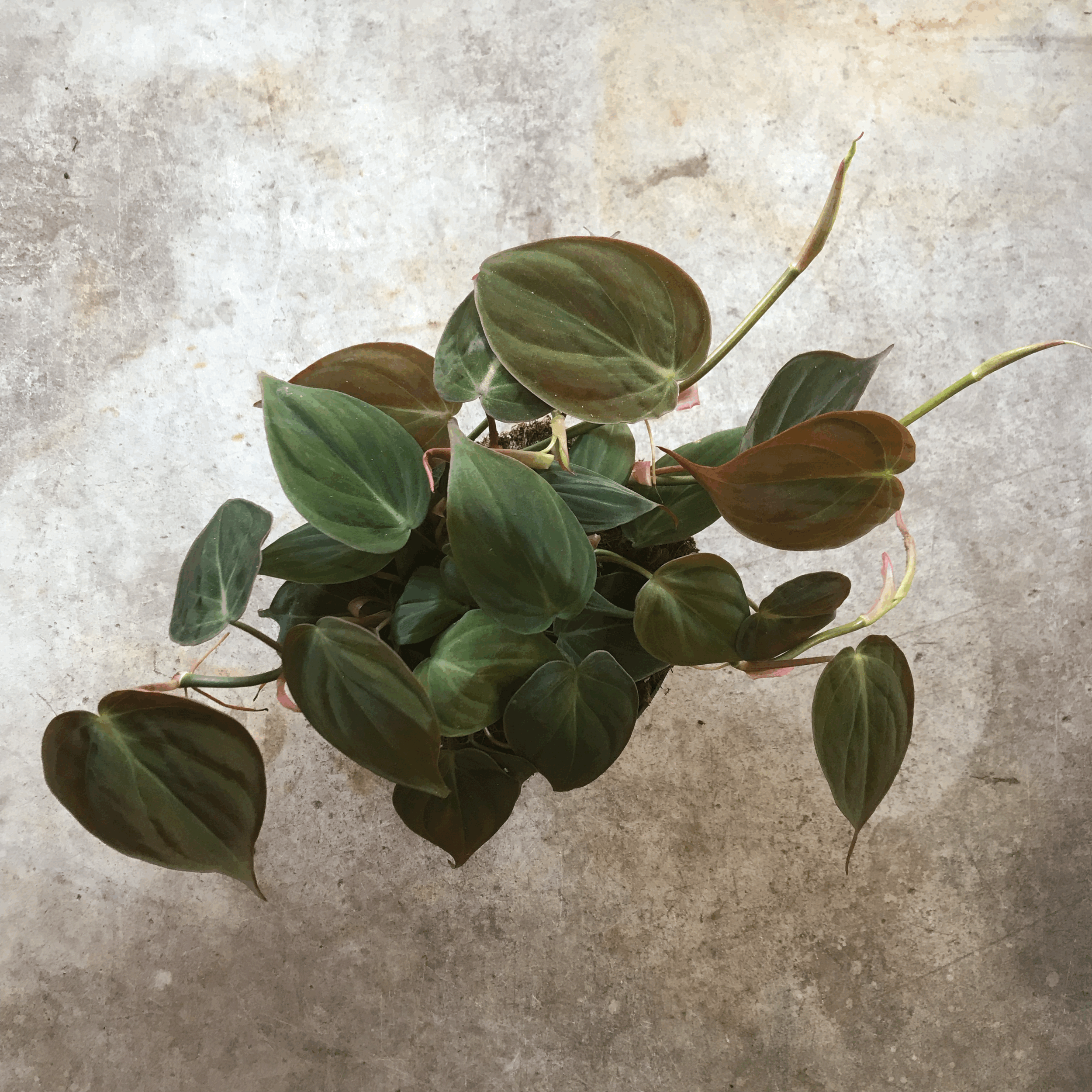 Philodendron hederaceum var. hederaceum (Philodendron Micans)
