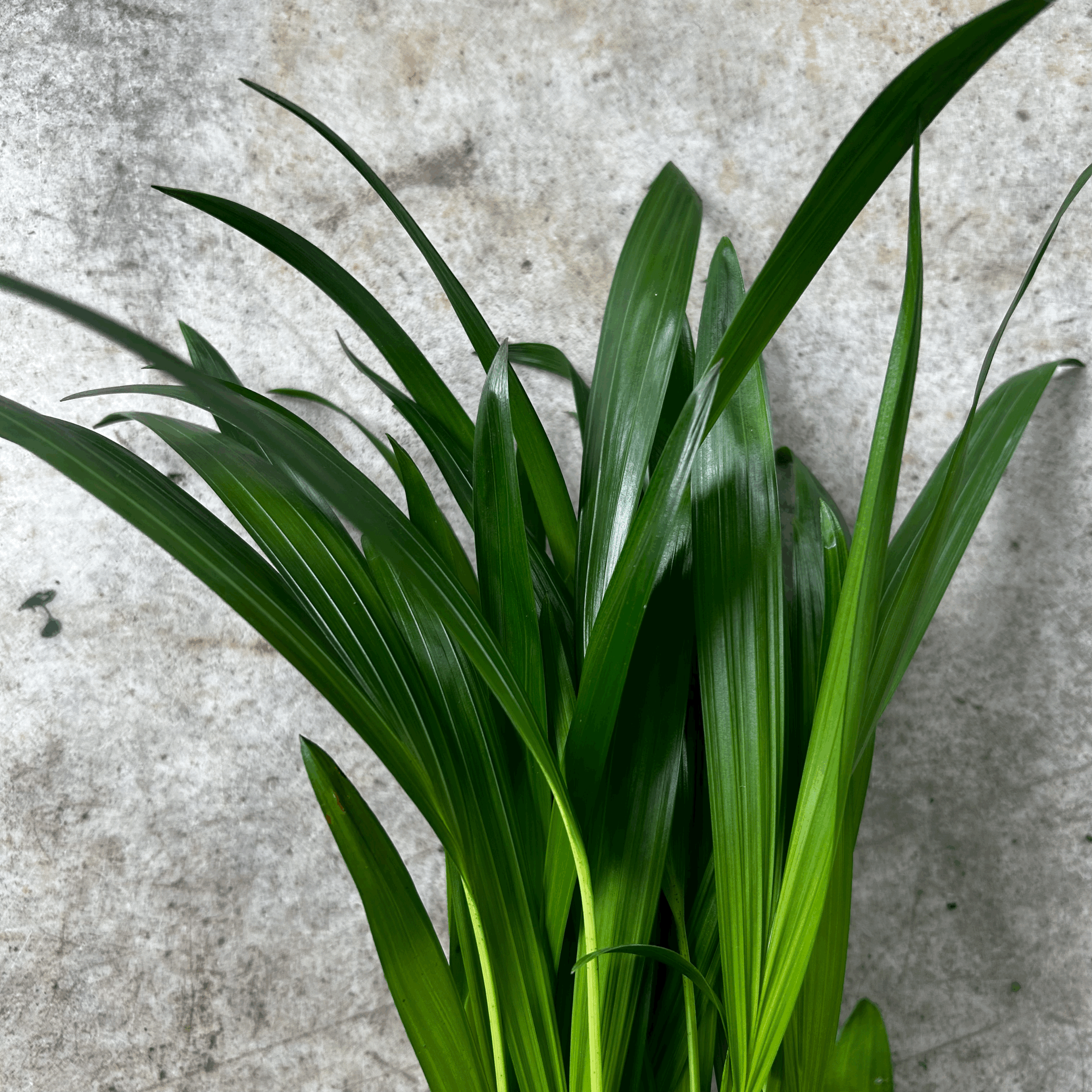 Dypsis lutescens (Areca palm/ Butterfly palm)