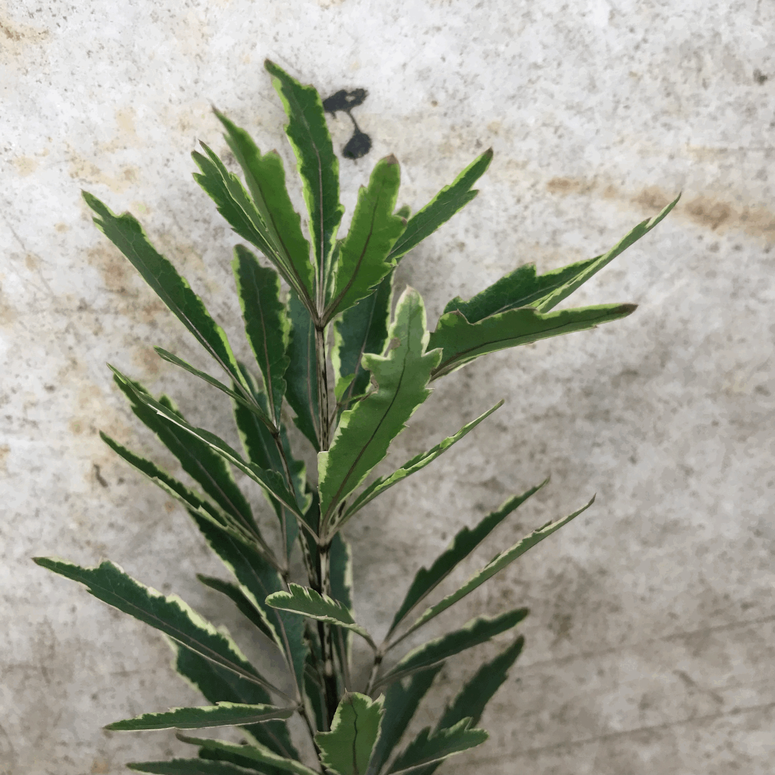 Dizygotheca elegantissima &