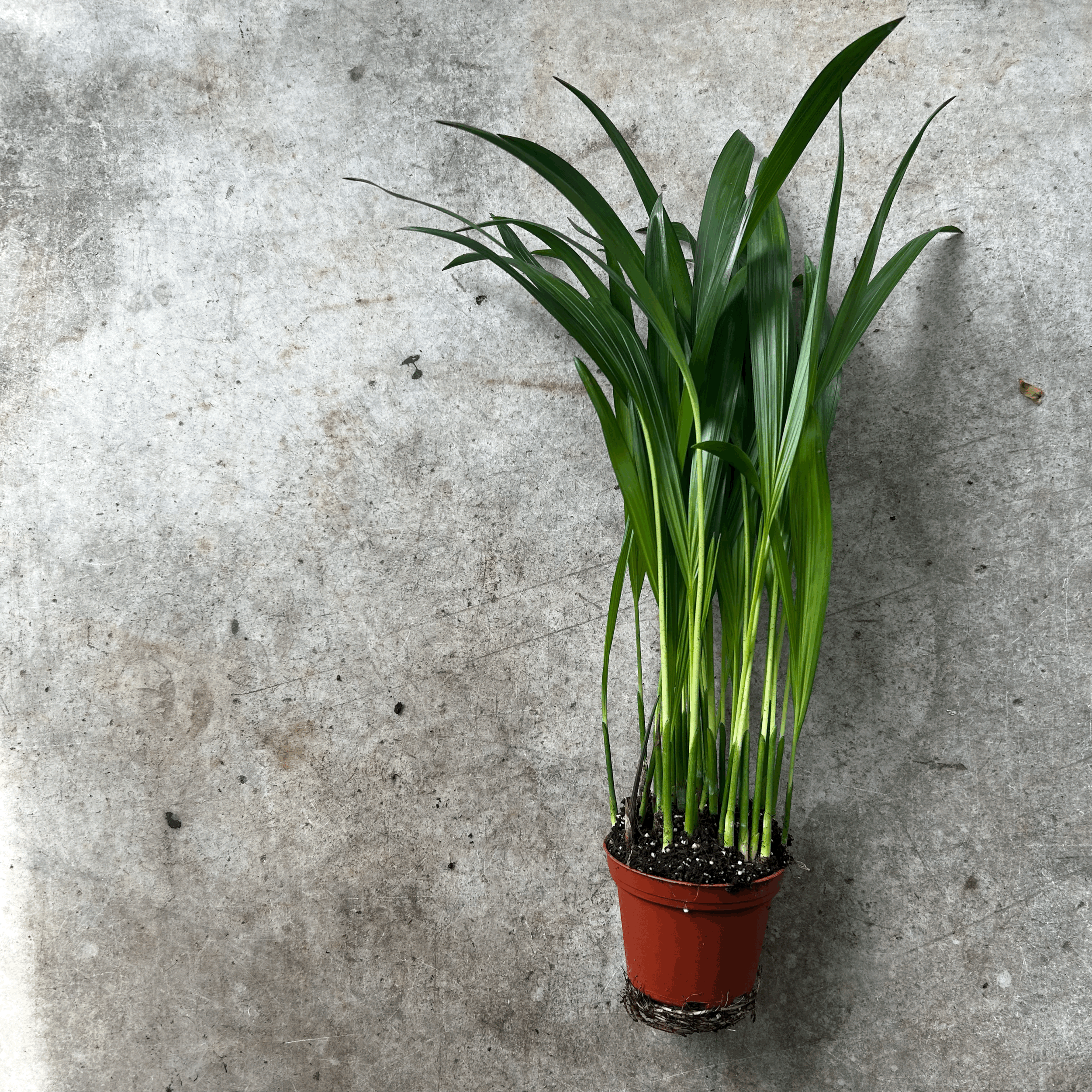 Dypsis lutescens (Areca palm/ Butterfly palm)
