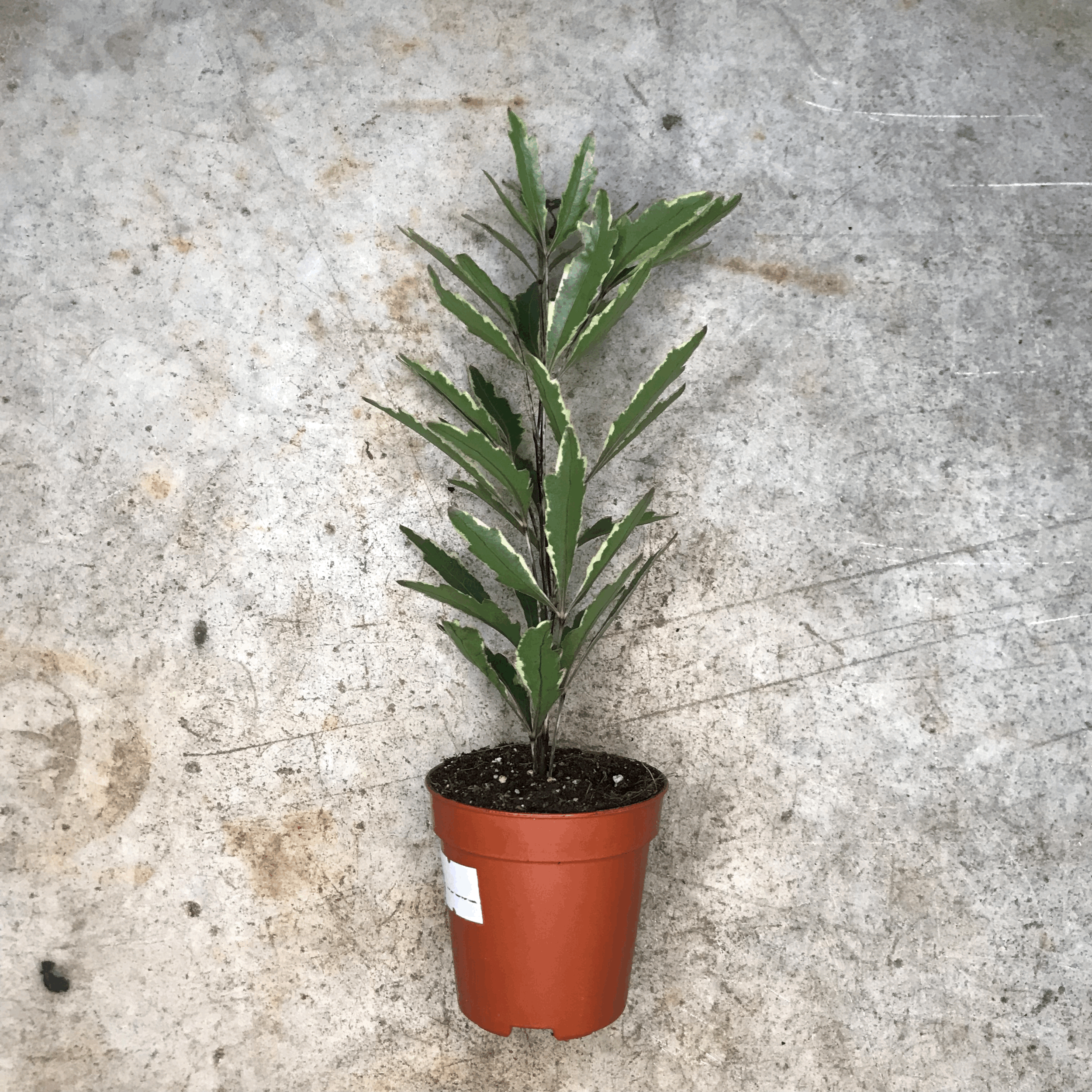 Dizygotheca elegantissima &