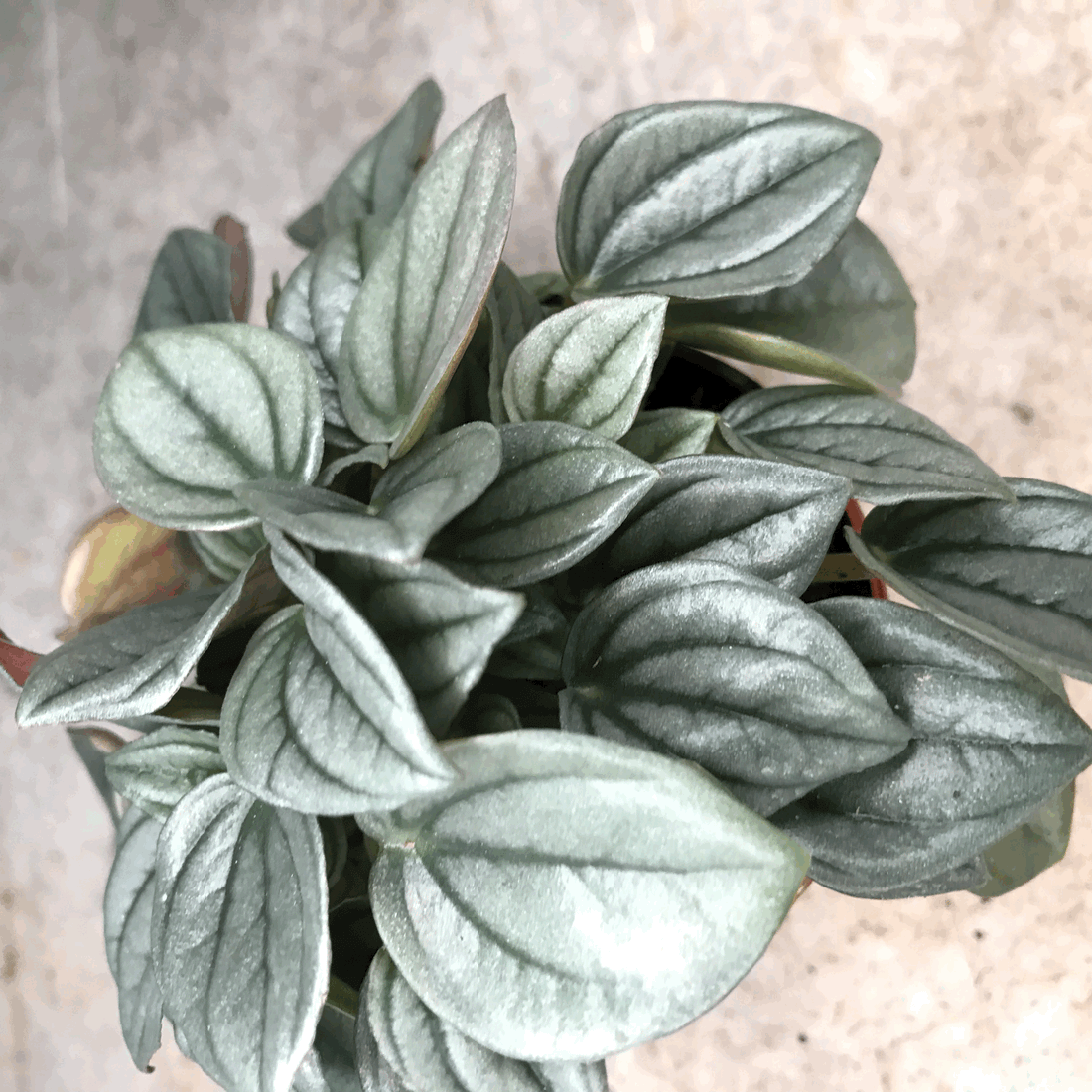 Peperomia &
