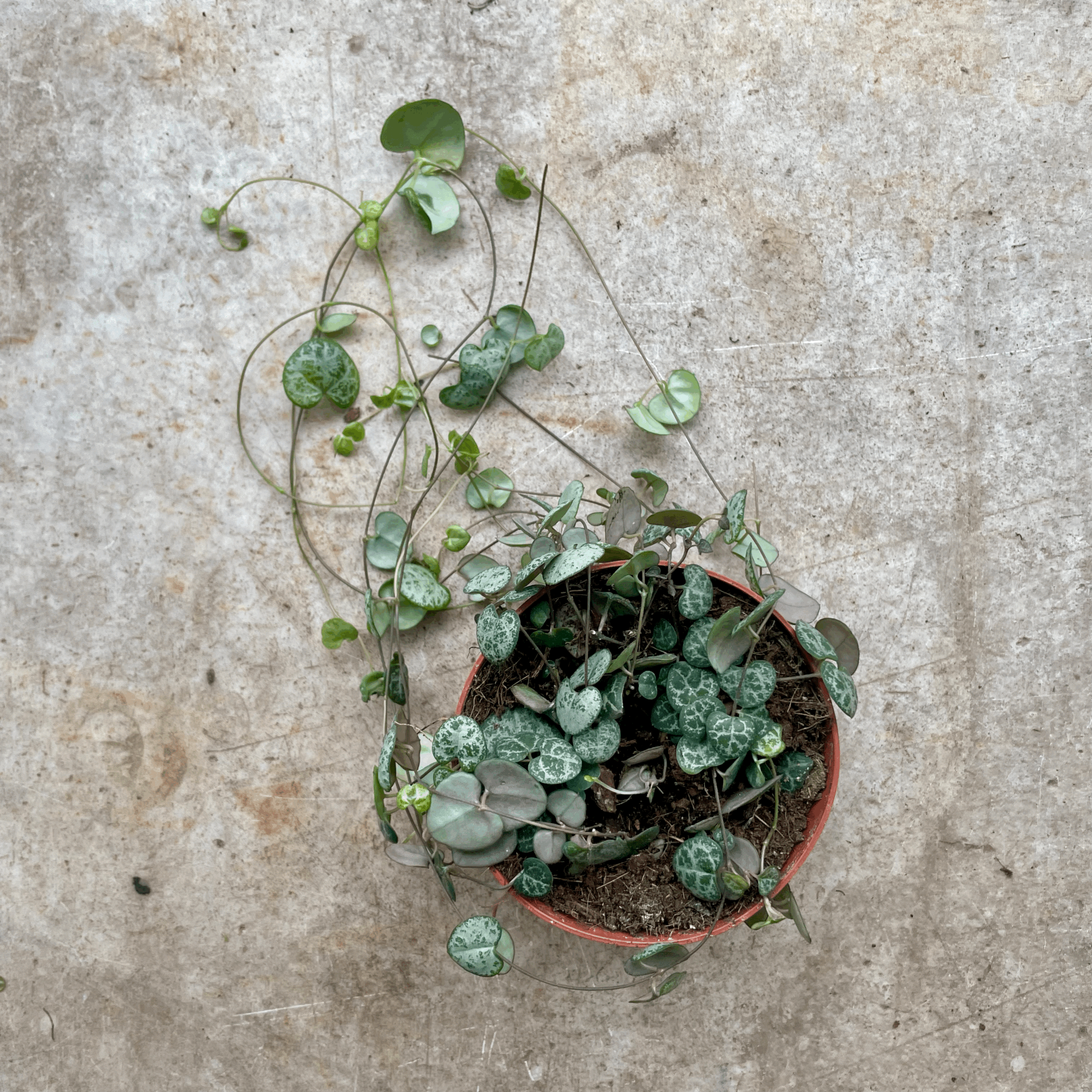 Ceropegia woodii (String of Hearts / Rosary vine)