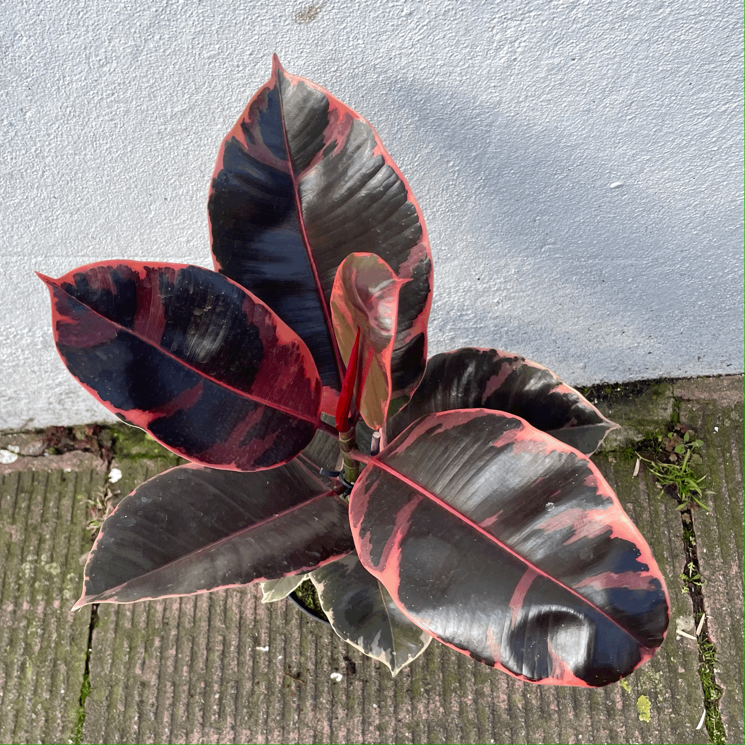 Ficus elastica (Rubber Plant) -5 varieties available