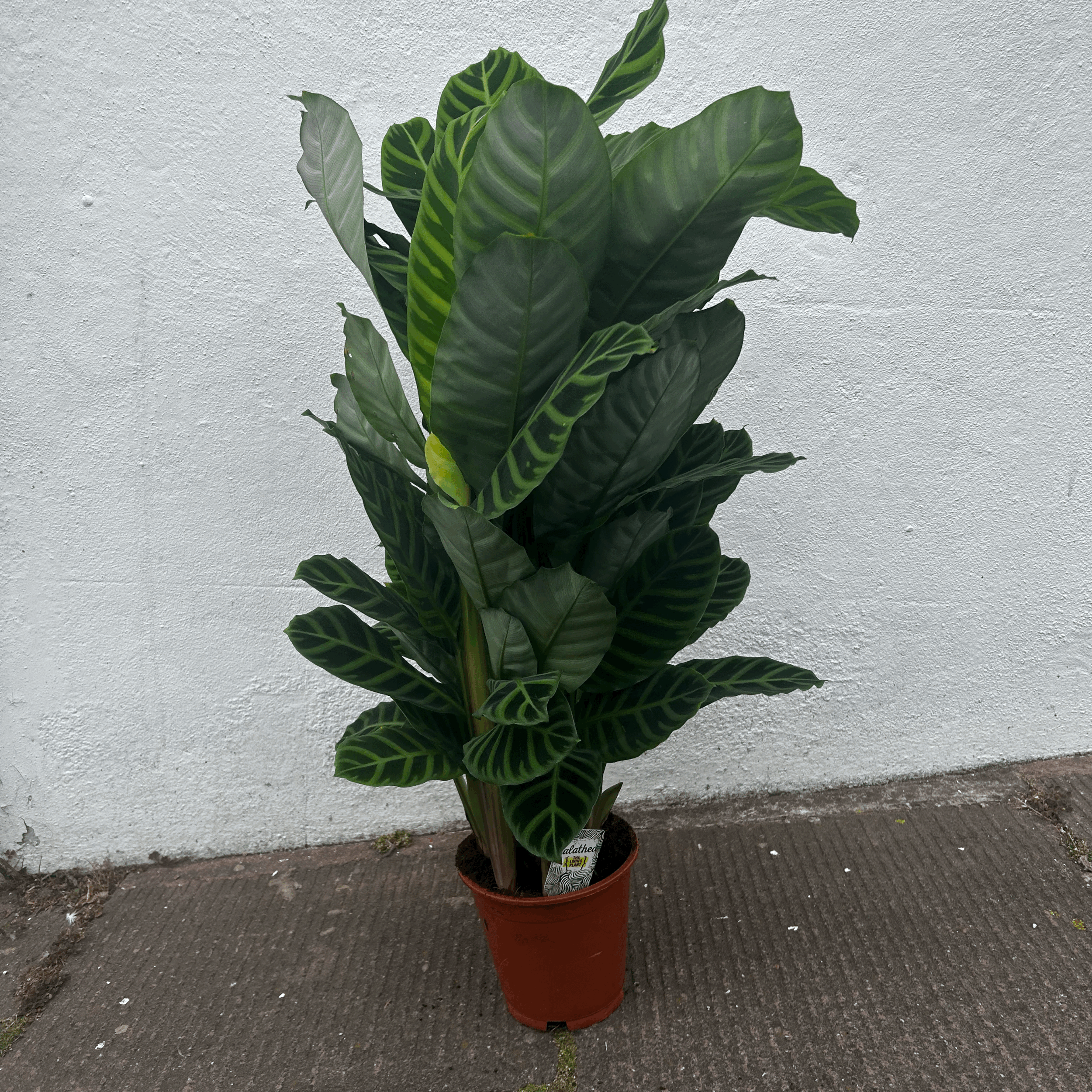 Goeppertia zebrina syn. Calathea zebrina (Zebra Plant/ Prayer Plant)