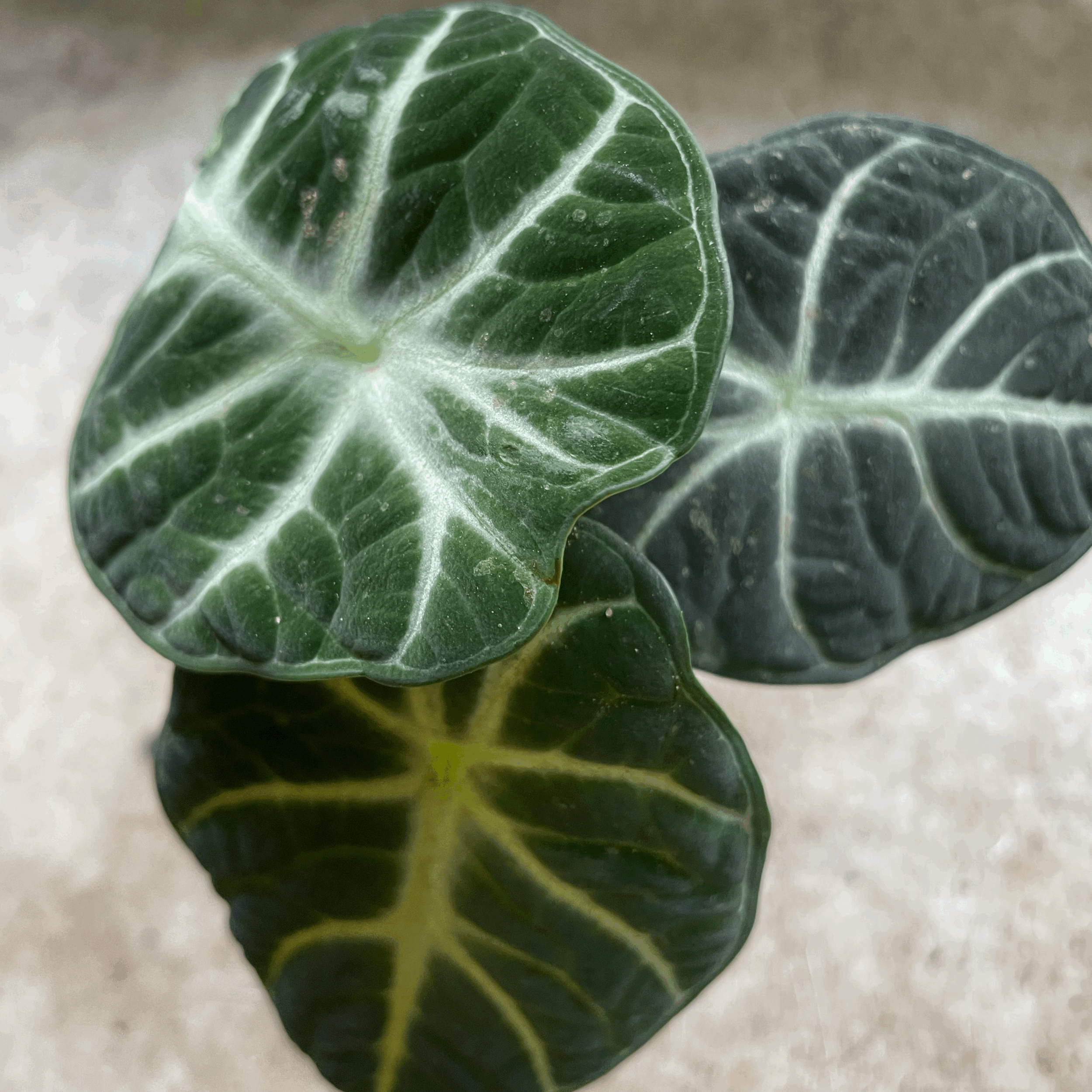 Alocasia &