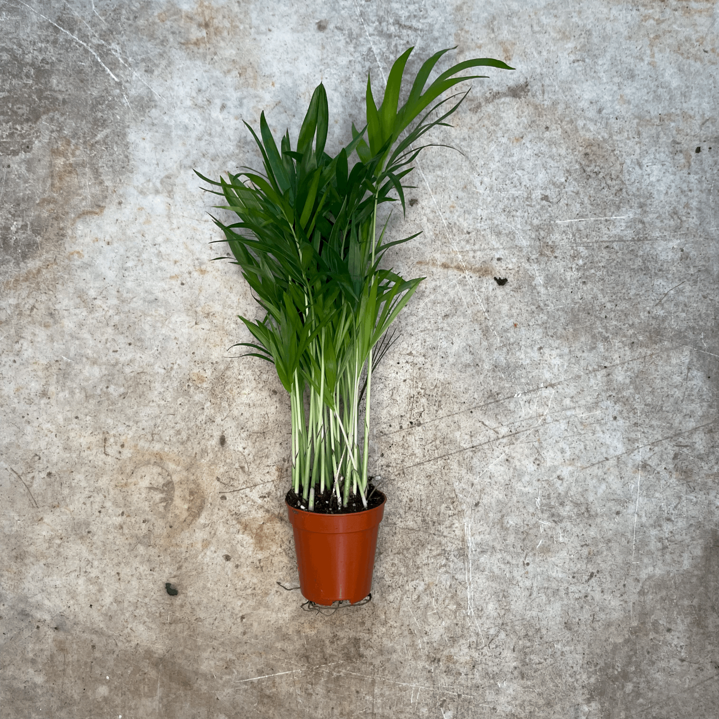 Chamaedorea elegans (Parlour palm)- Various Sizes