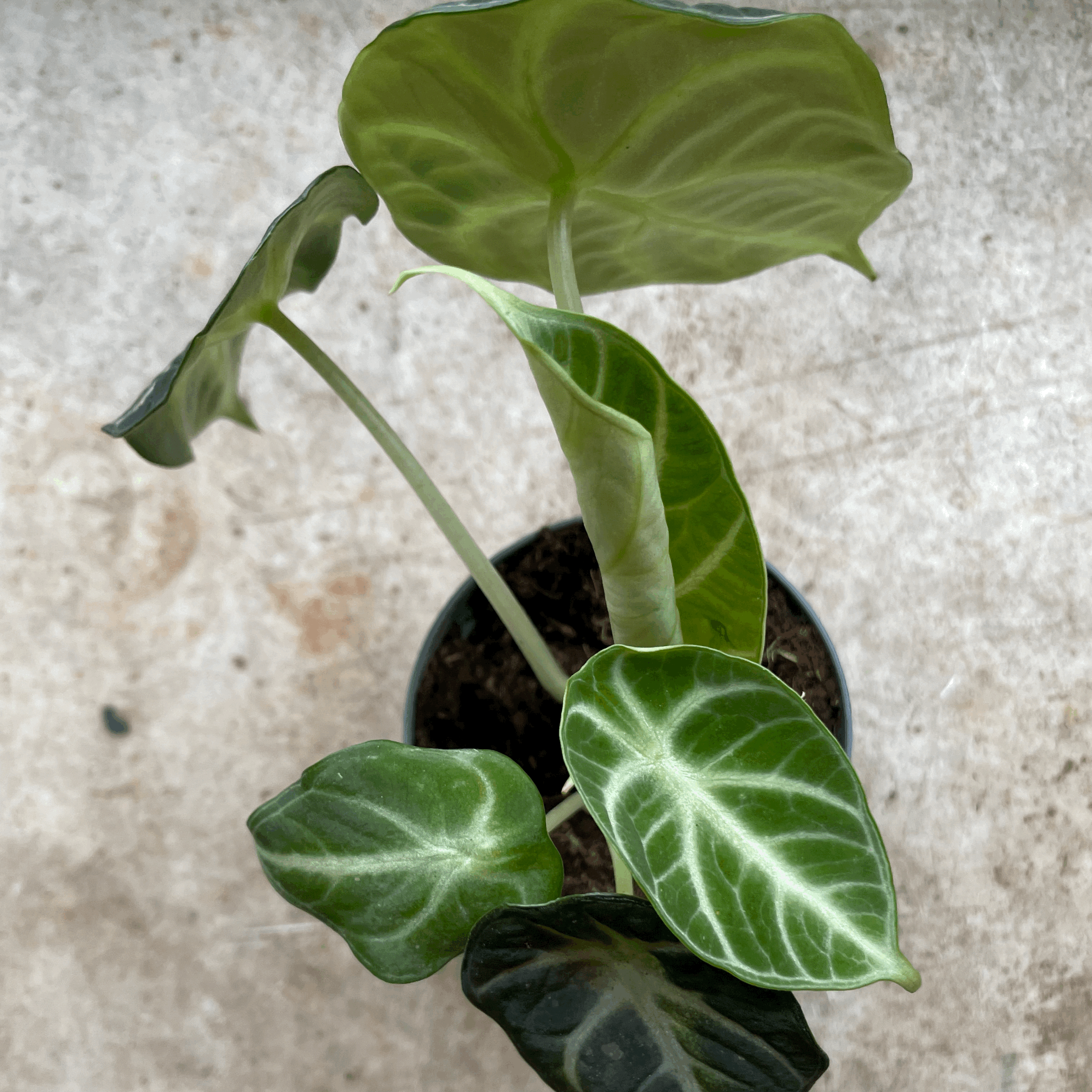 Alocasia &