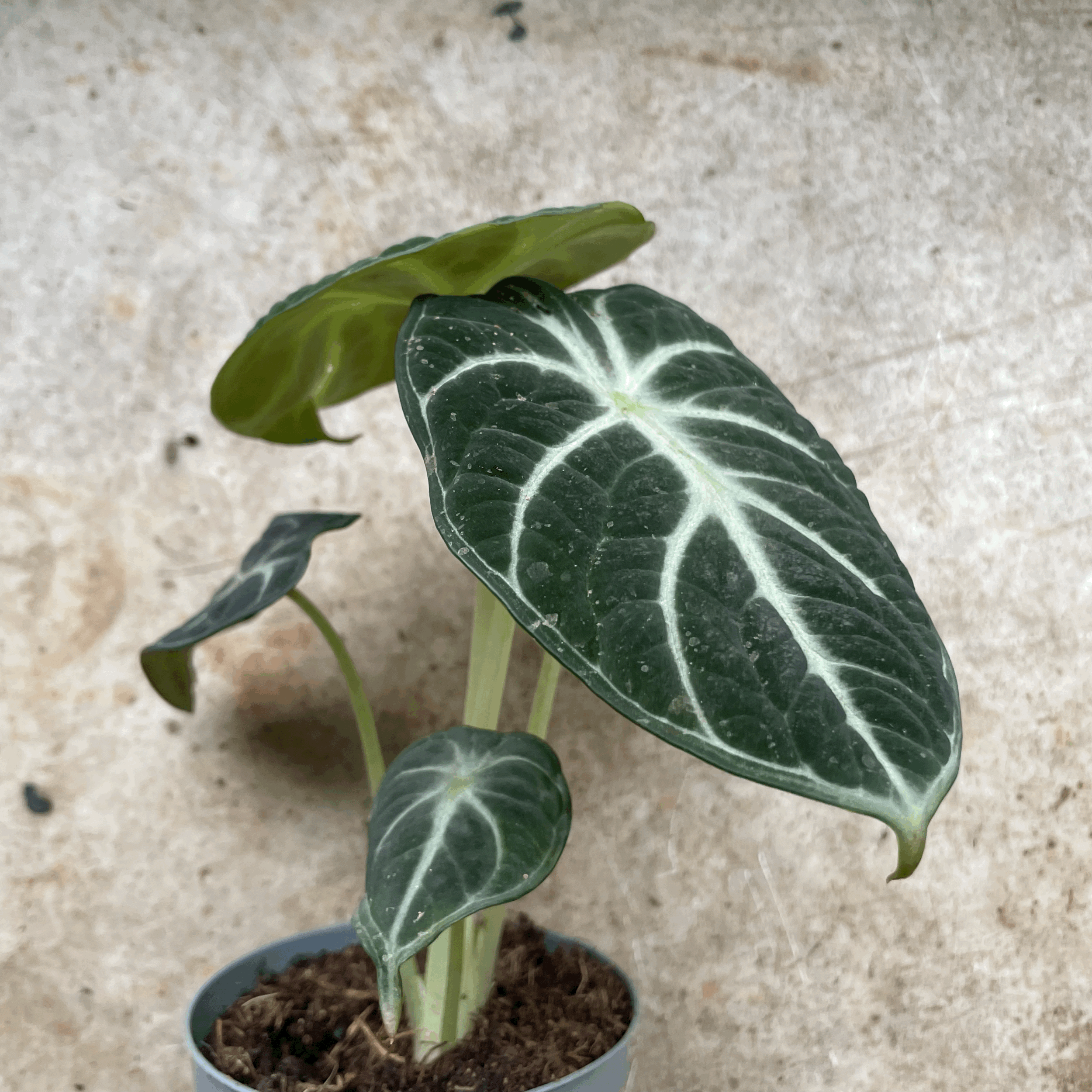 Alocasia &
