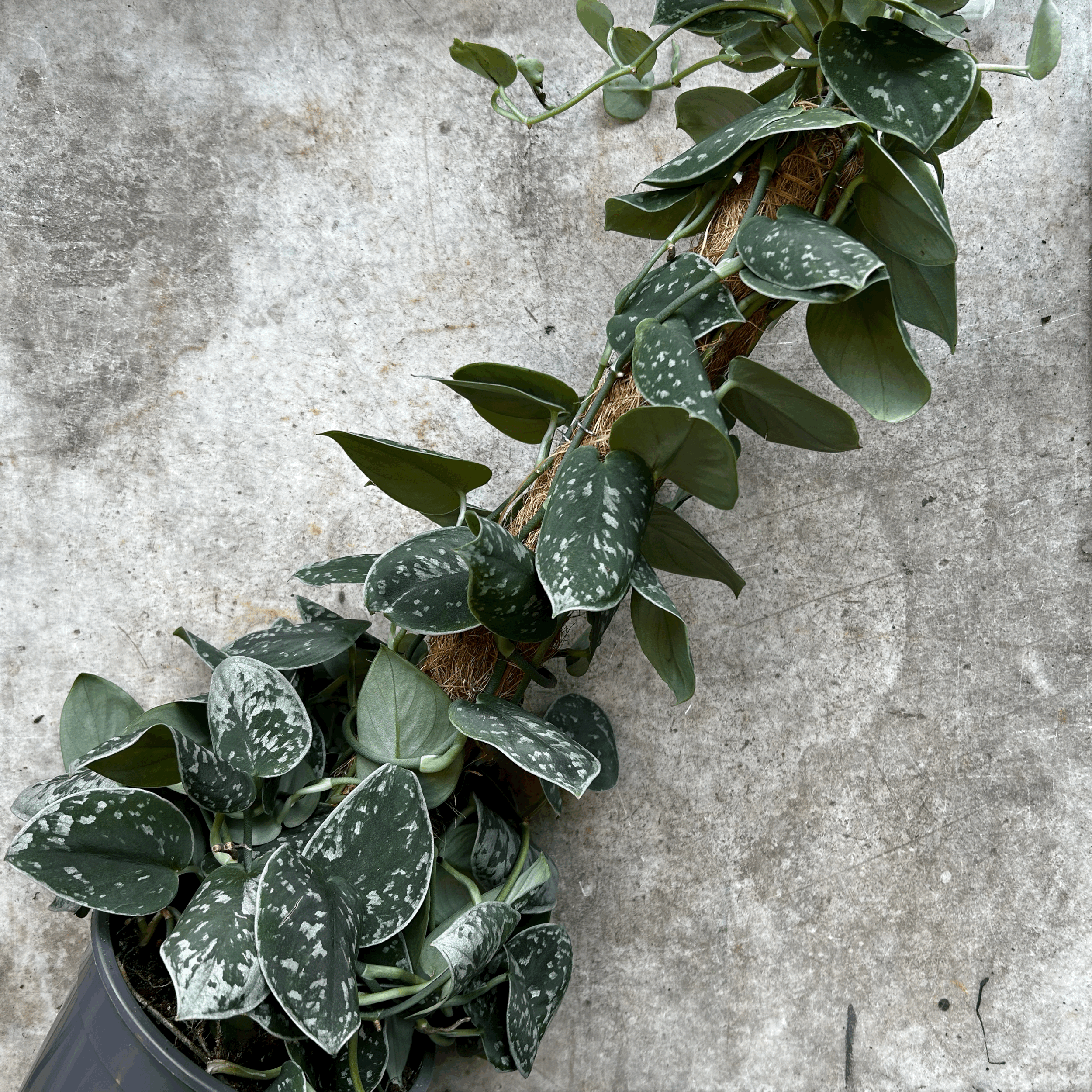 Scindapsus pictus &
