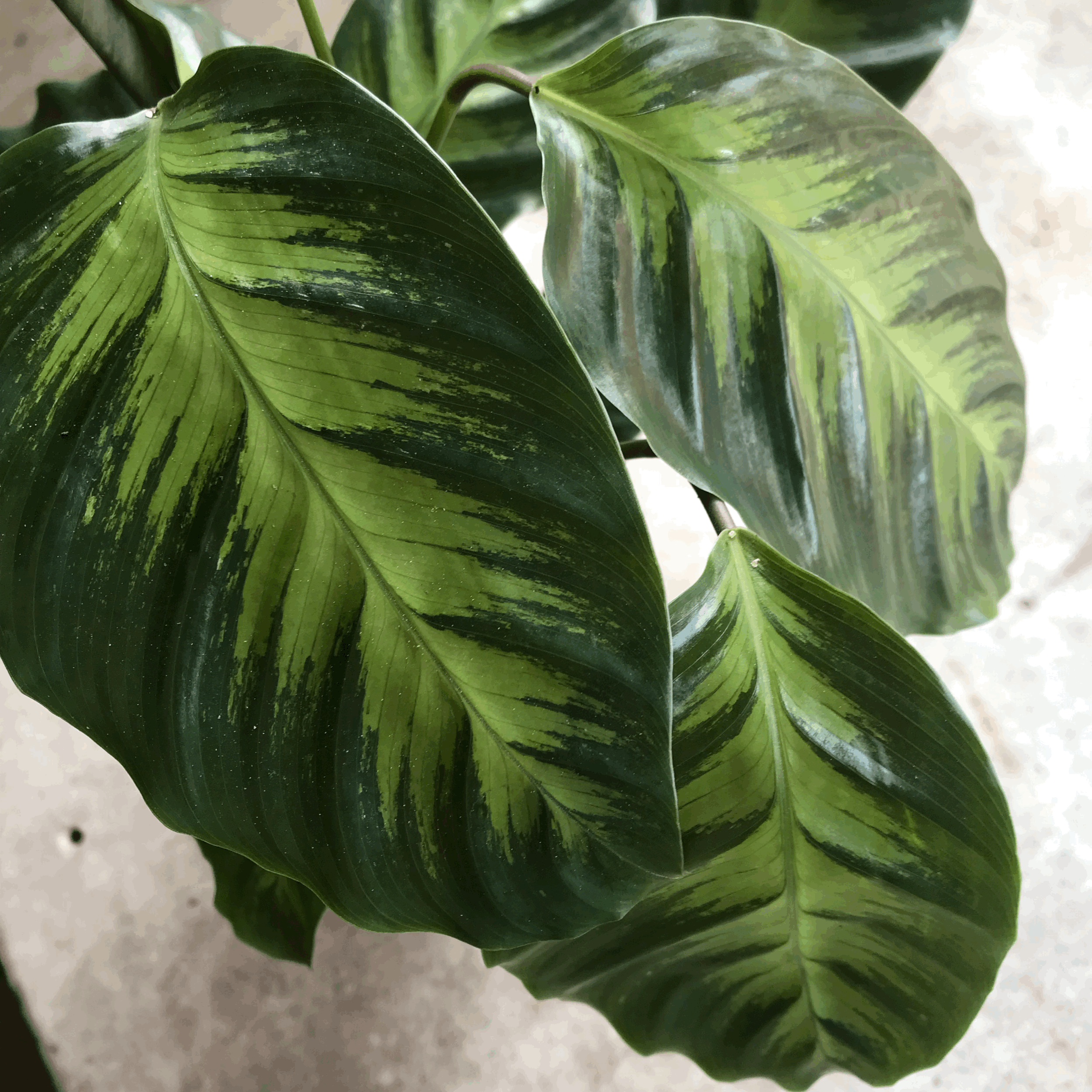 Goeppertia albertii syn. Calathea albertii (Emerald Feather/ Prayer Plant)