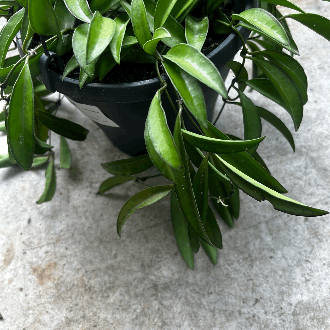 Hoya wayetii (Wax flower)- In hanging pot