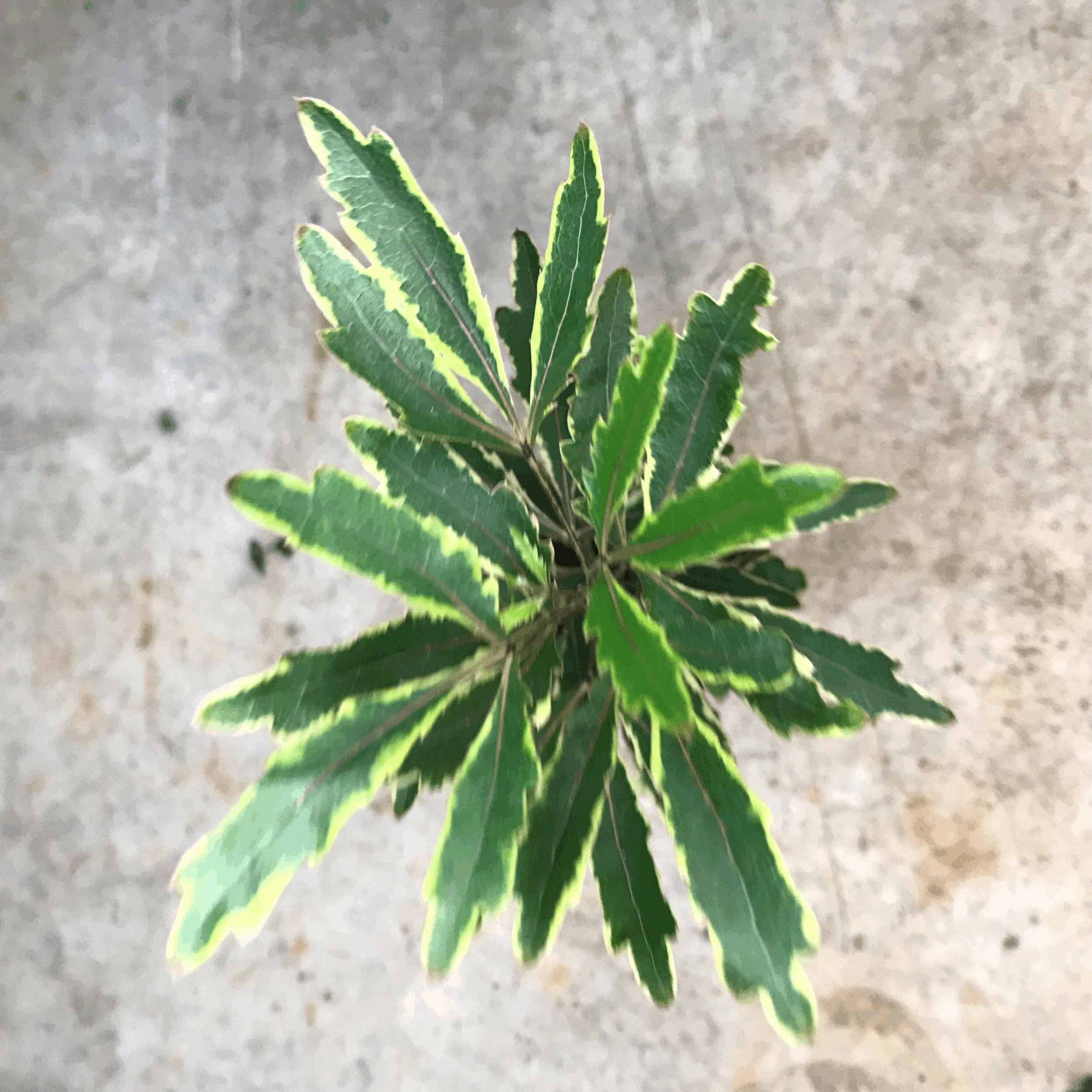 Dizygotheca elegantissima &