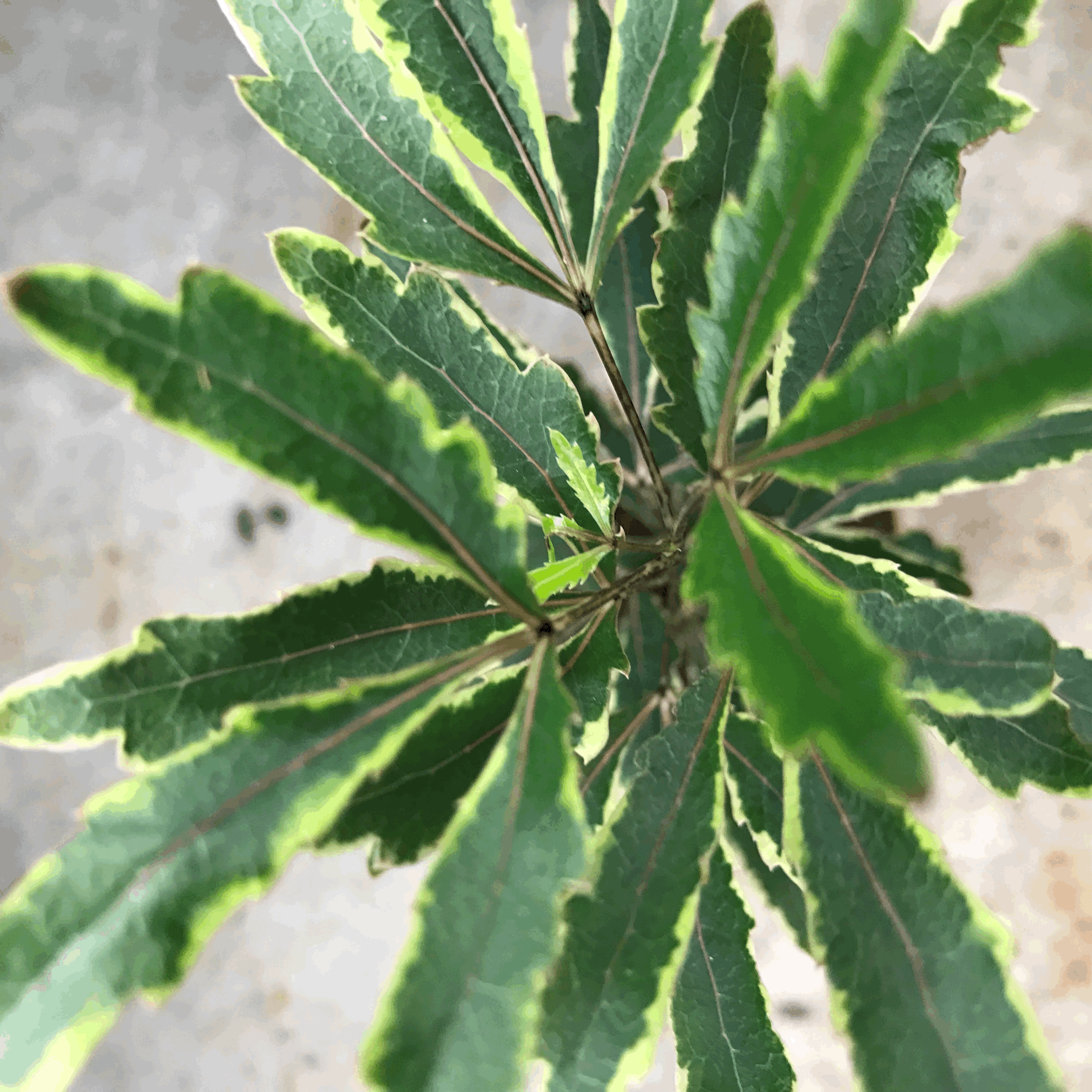 Dizygotheca elegantissima &