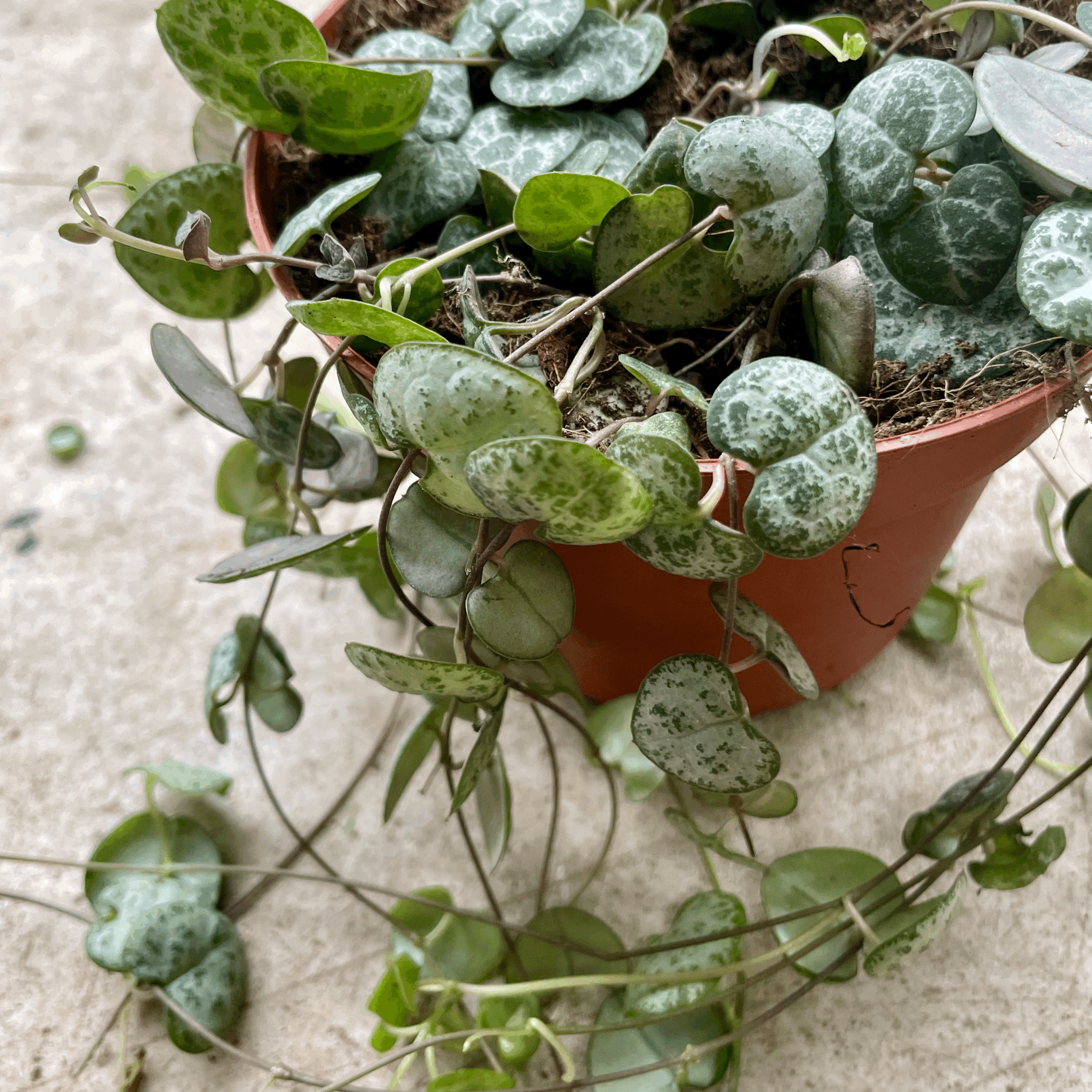 Ceropegia woodii (String of Hearts / Rosary vine)
