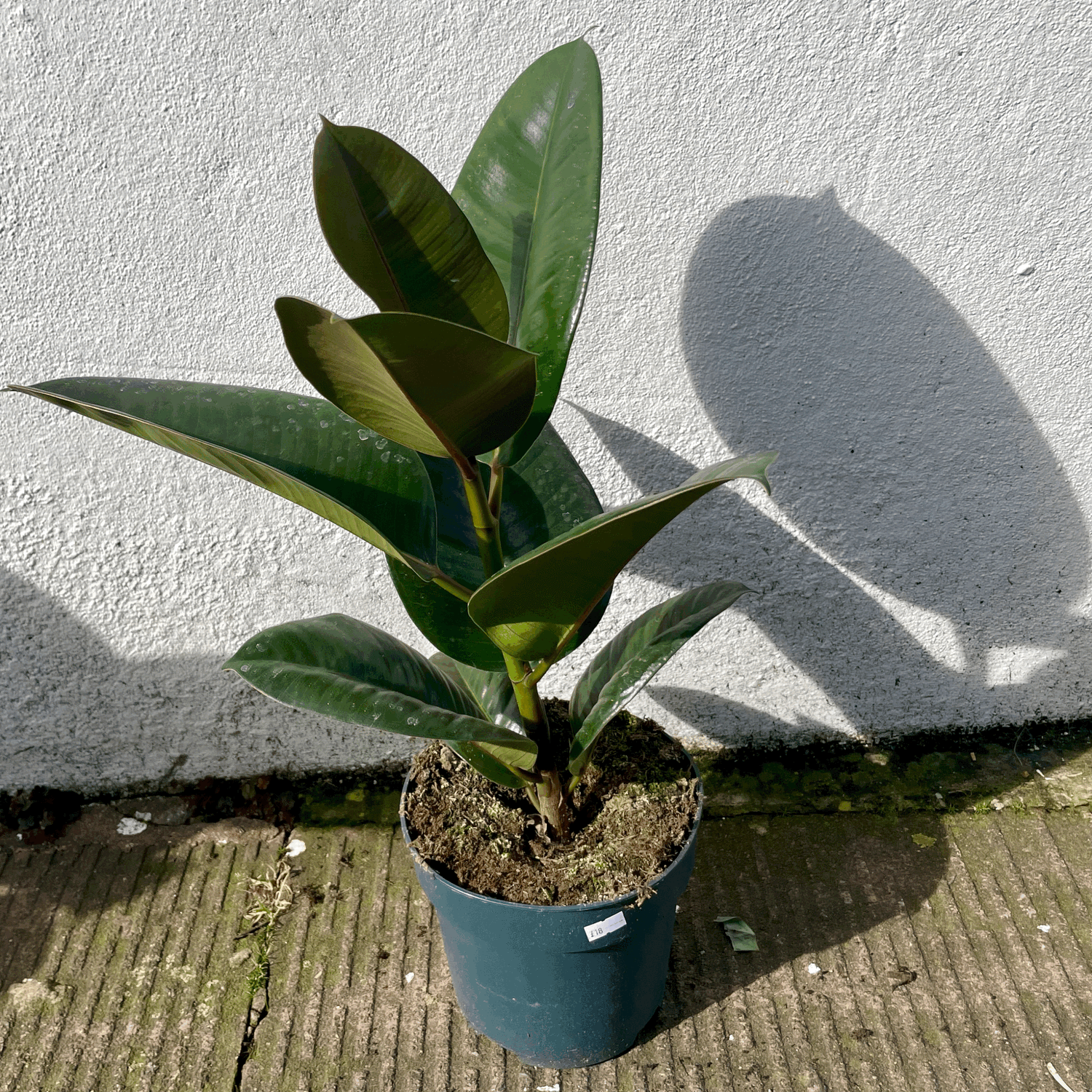Ficus elastica (Rubber Plant) -5 varieties available
