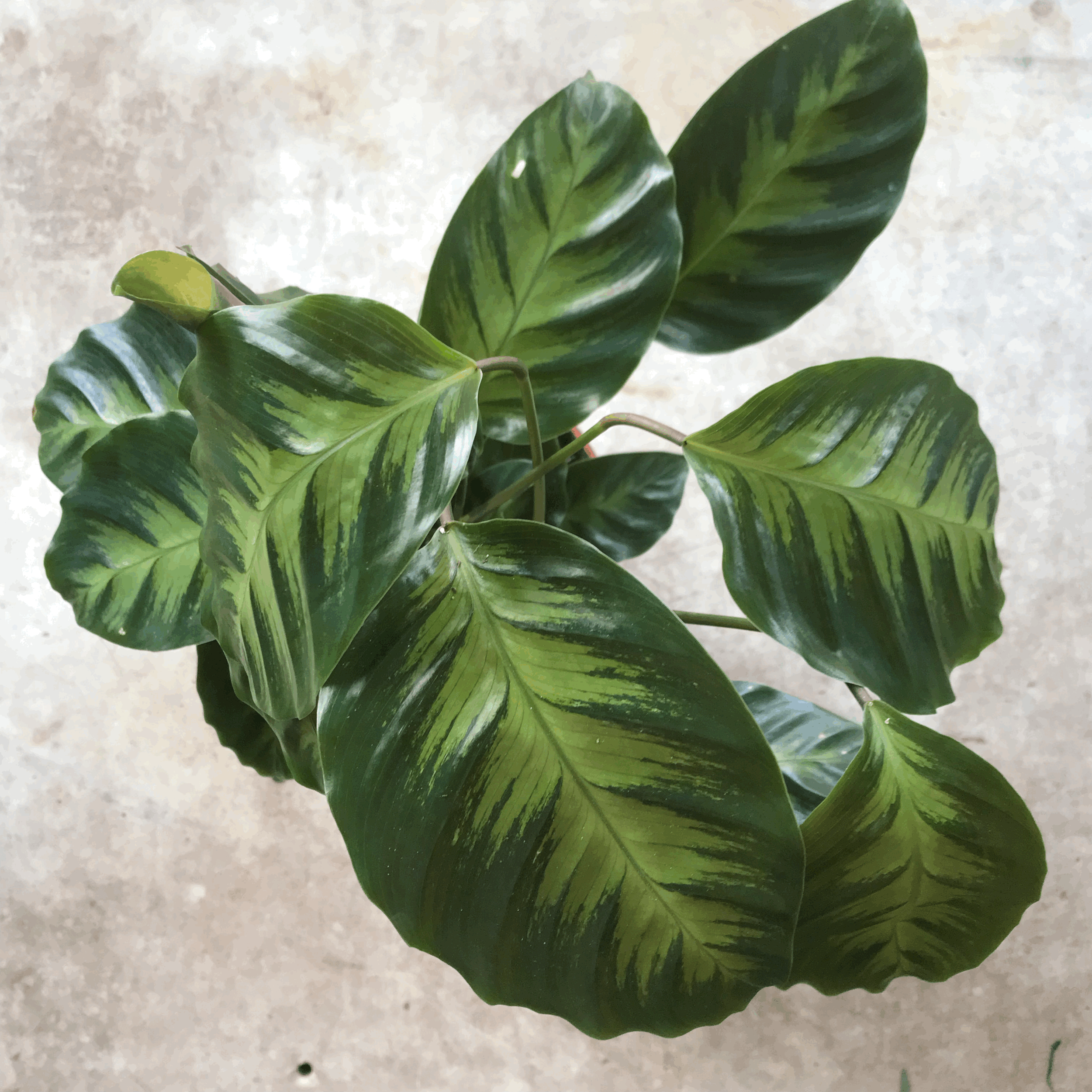 Goeppertia albertii syn. Calathea albertii (Emerald Feather/ Prayer Plant)