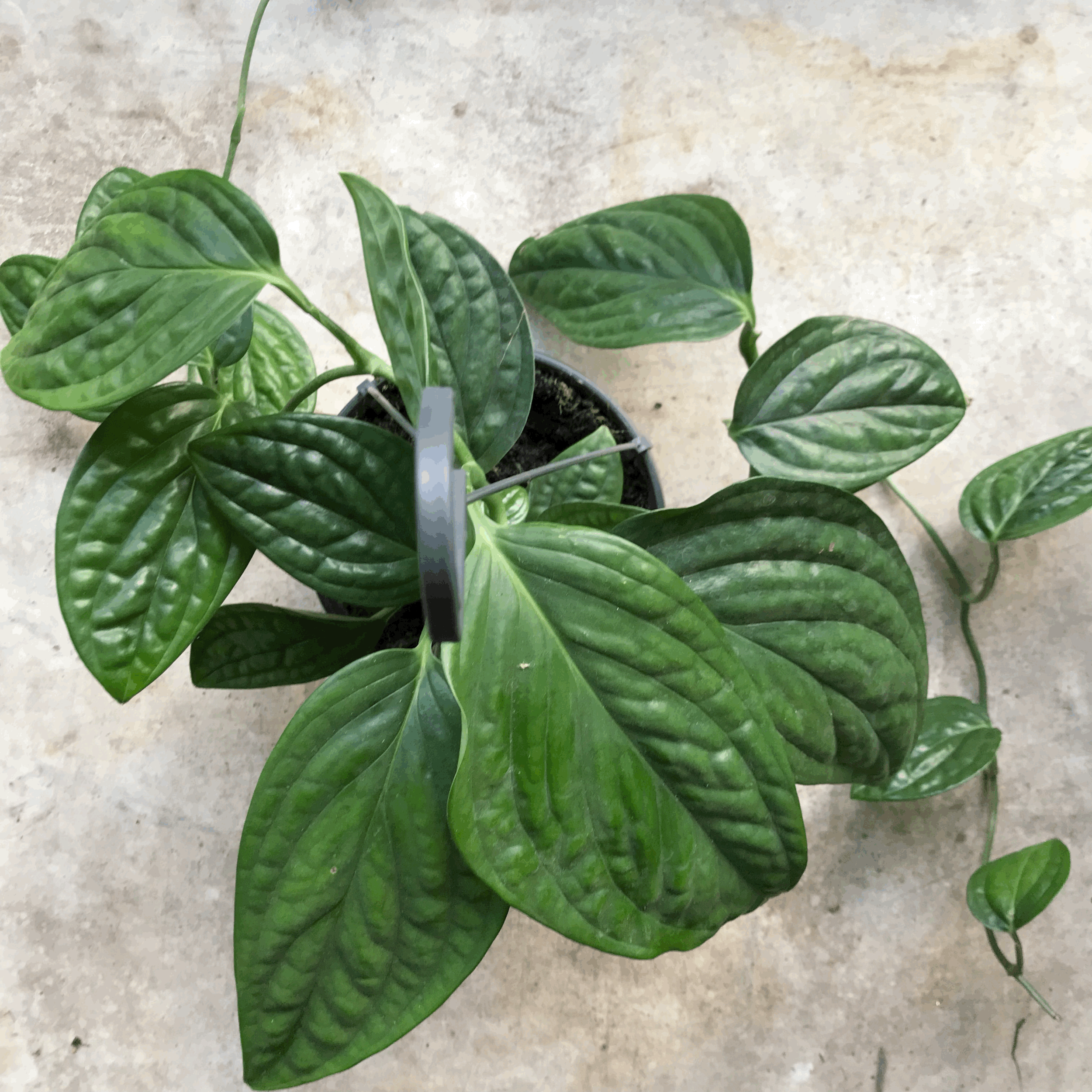 Philodendron karstenianum syn. Monstera Peru / Marble Planet (Various sizes available)