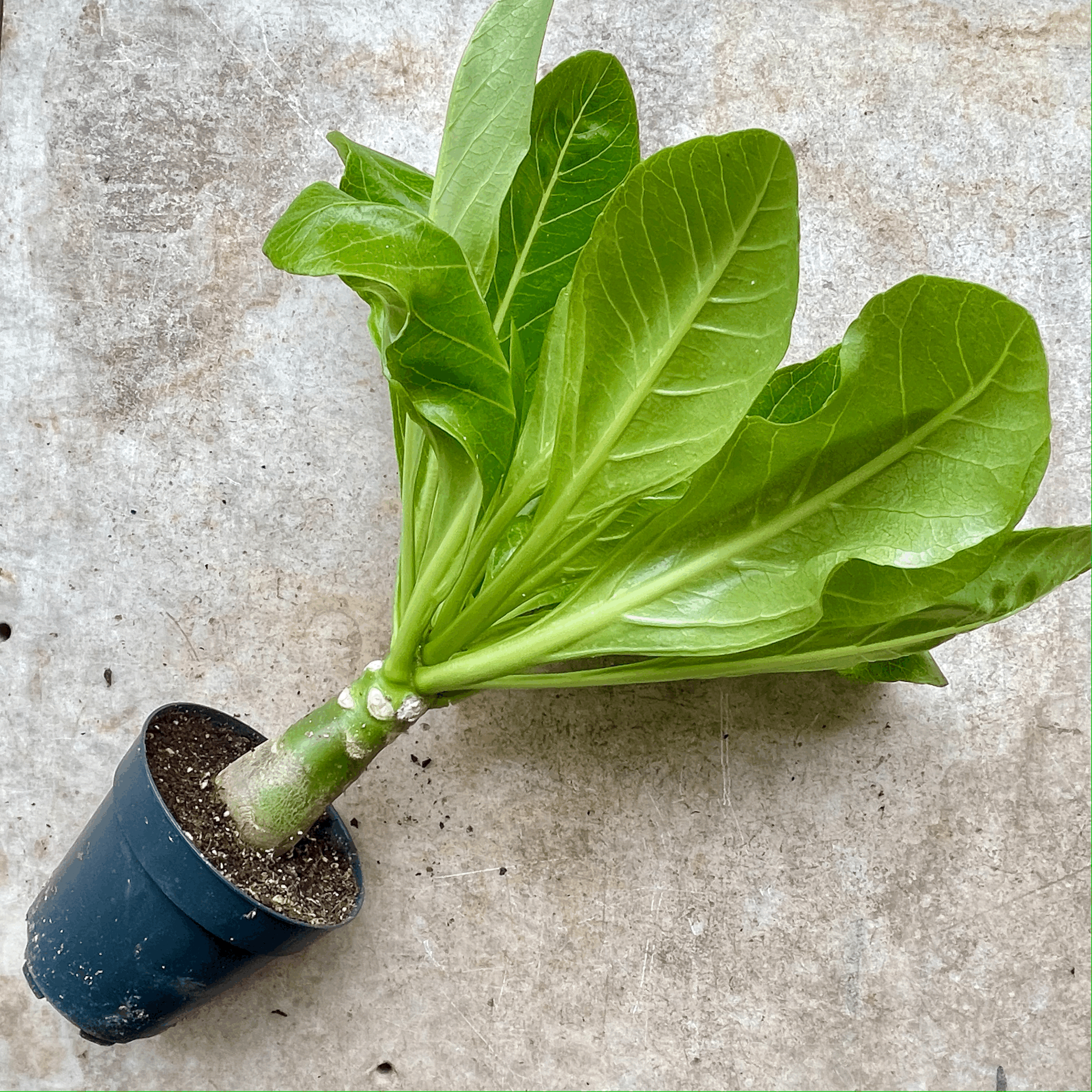 Brighamia insignis (Hawaiian palm / Lettuce on a Stick)