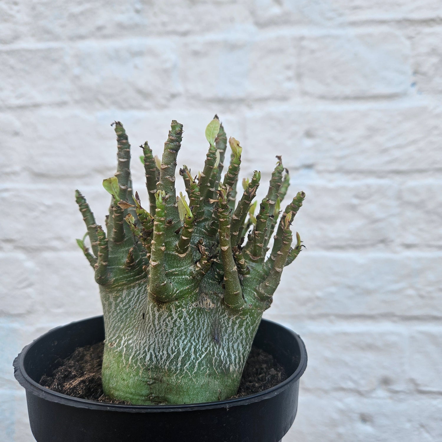 Adenium obesum ‘Baobab’ Care Guide: Expert Tips for Desert Rose