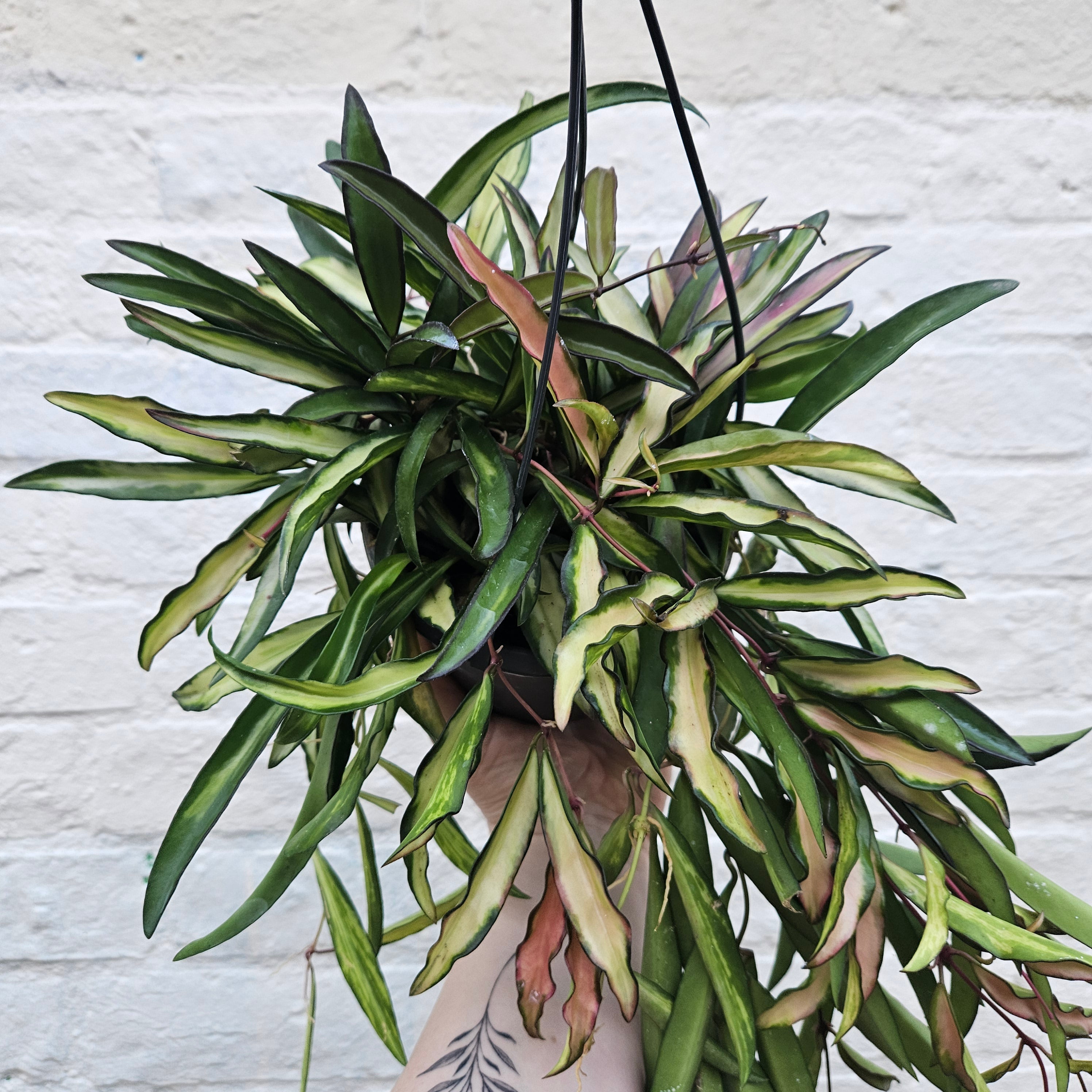 Hoya Care Guide: Expert Tips for Wax Plants