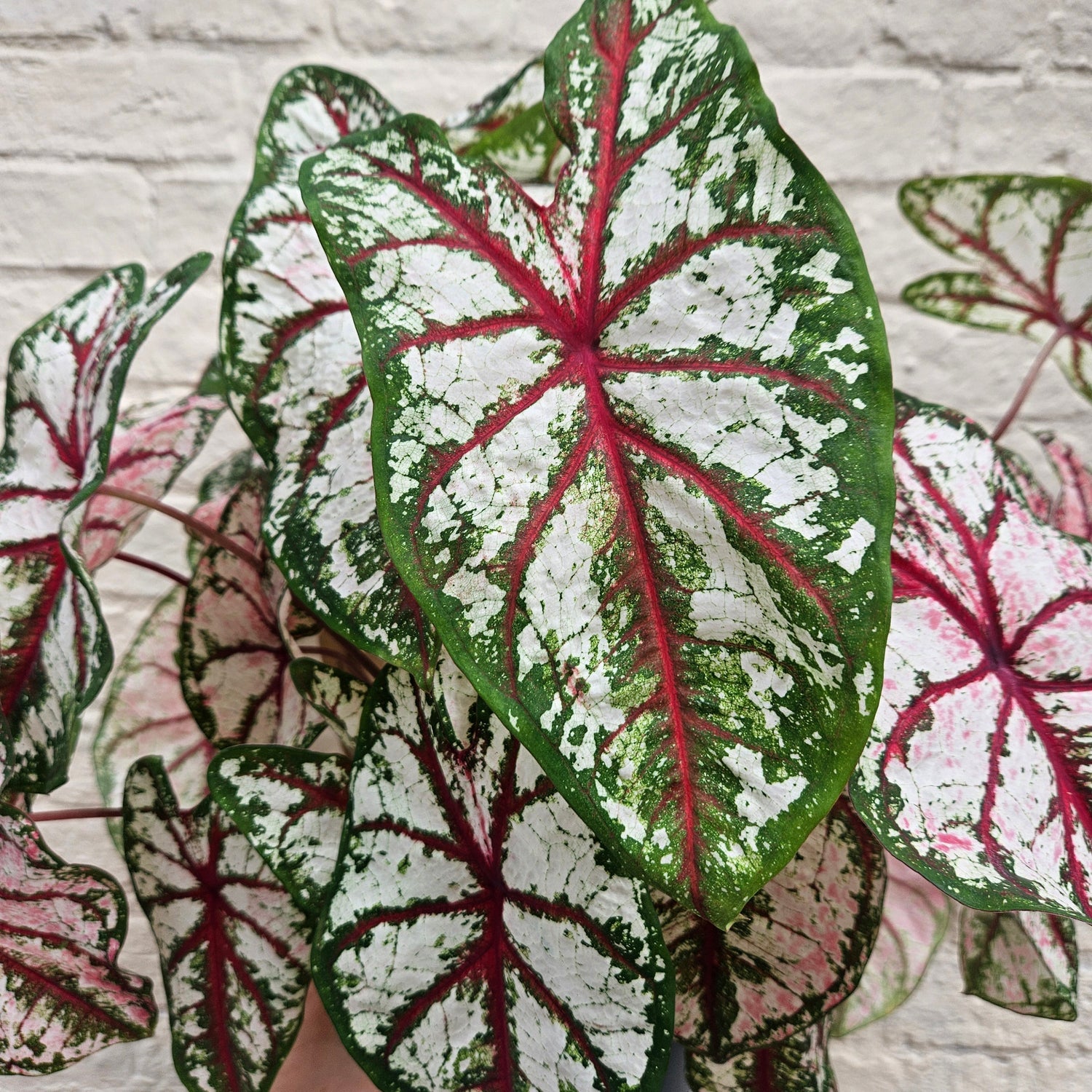 Caladium Care Guide: Expert Tips for Caladium (Elephant Ears)