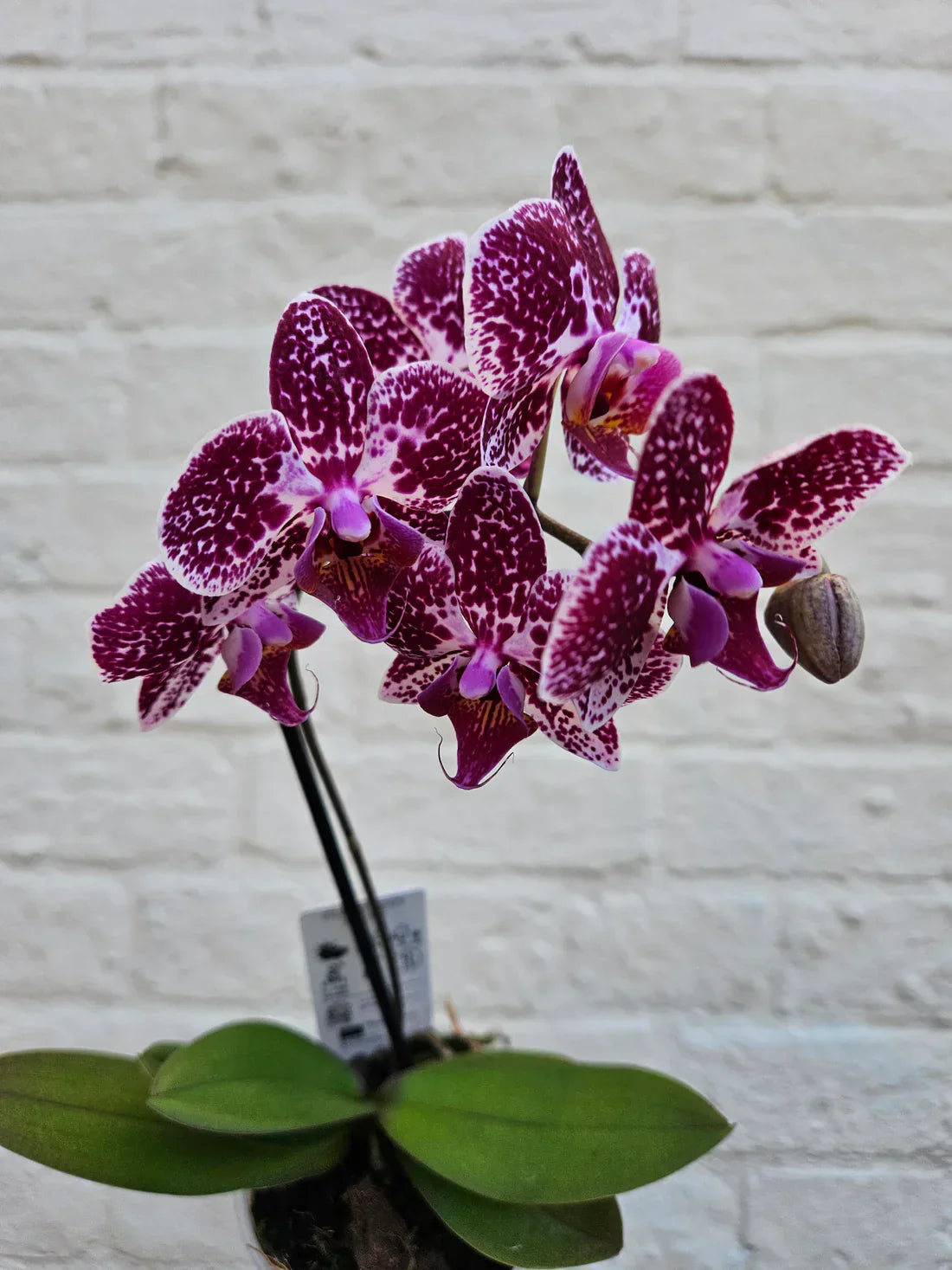 Phalaenopsis Orchid Care Guide: Expert Tips for Moth Orchids