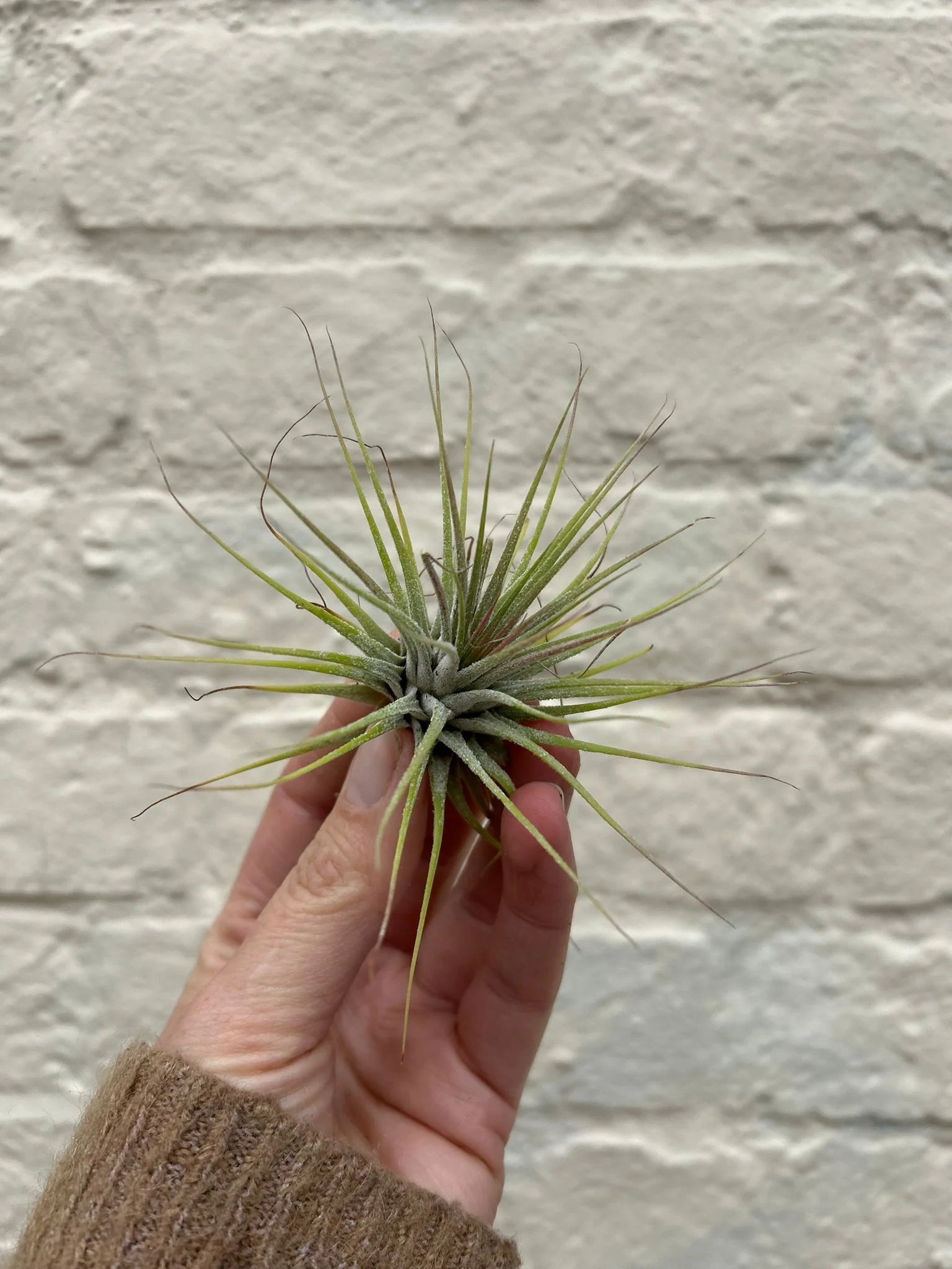 Top 10 Mini Houseplants Perfect For Tiny Spaces