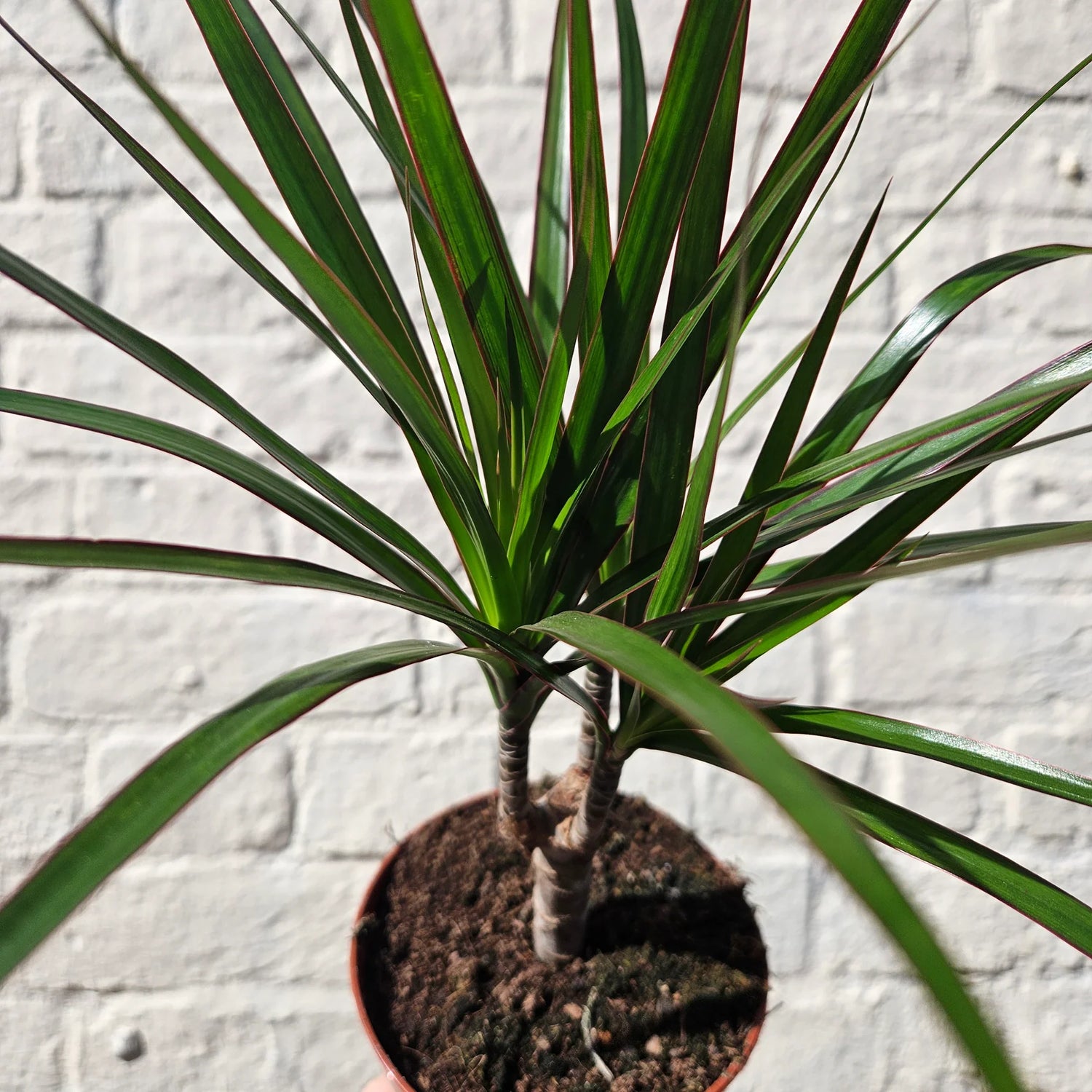 Dragon Tree Care Guide: Expert Tips for Dracaena Marginata