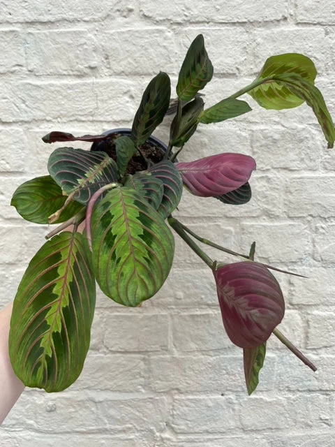 Prayer Plant Care Guide: Expert Tips for Maranta leuconeura ‘Fascinator’
