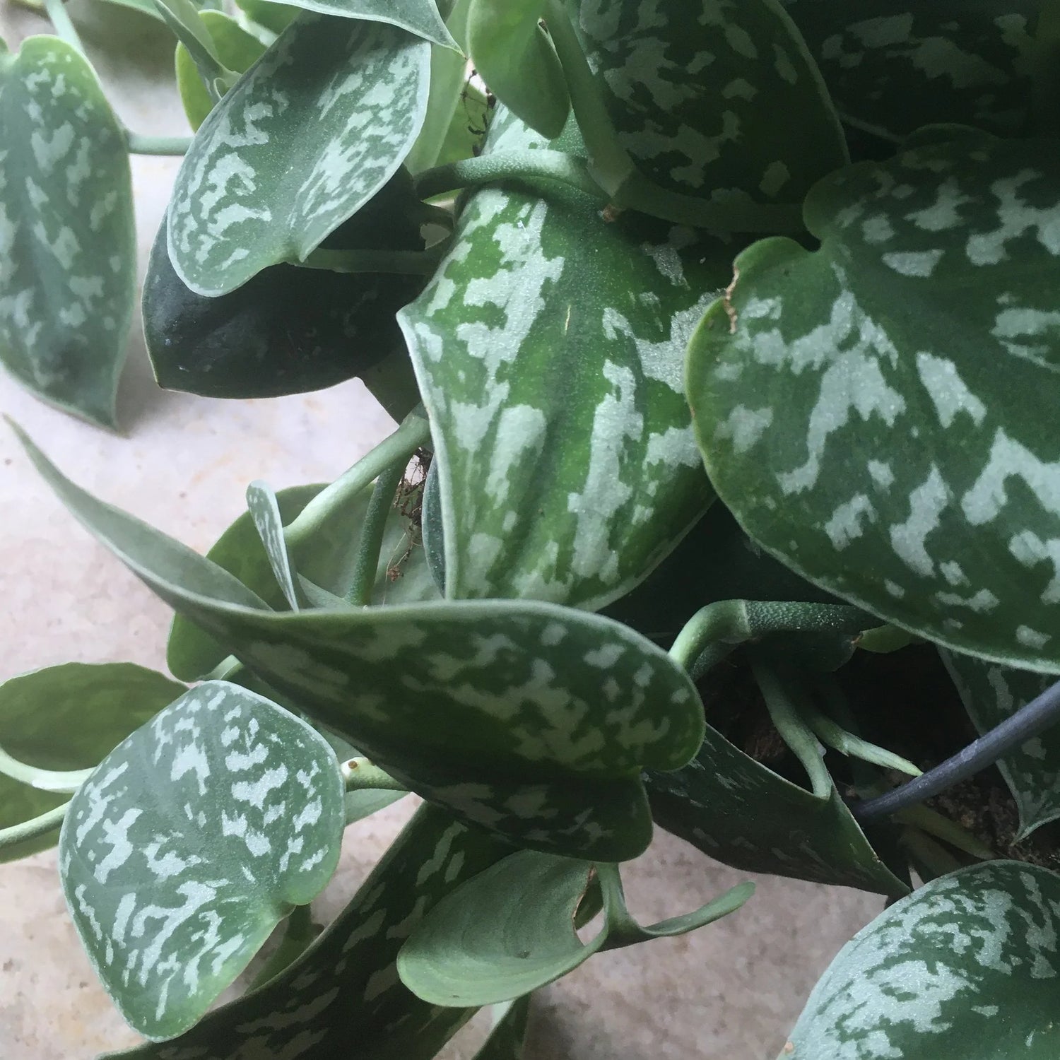 Satin Pothos Care Guide: Expert Tips for Scindapsus pictus