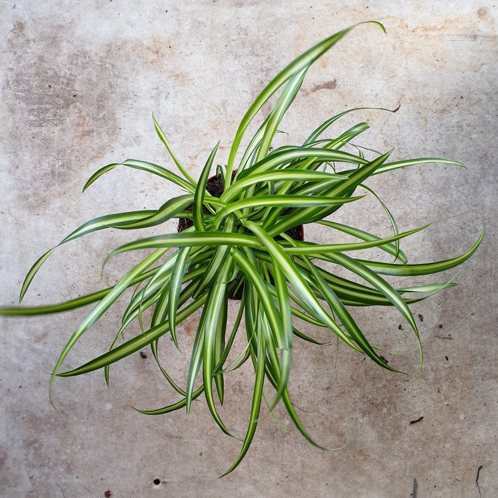 Plant Care Guide: Chlorophytum comosum (Spider Plant)