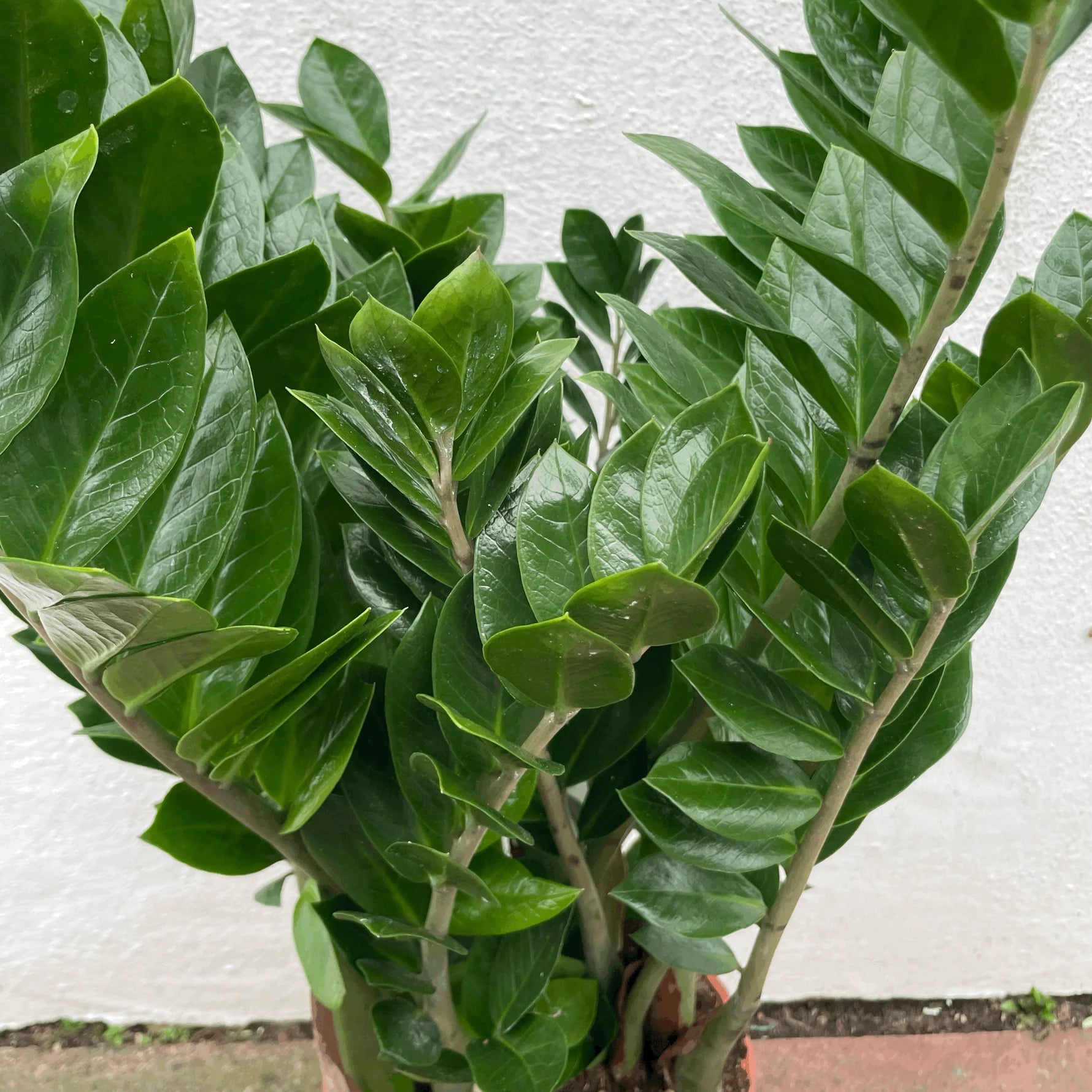 ZZ Plant Care Guide: Expert Tips for Zamioculcas zamiifolia