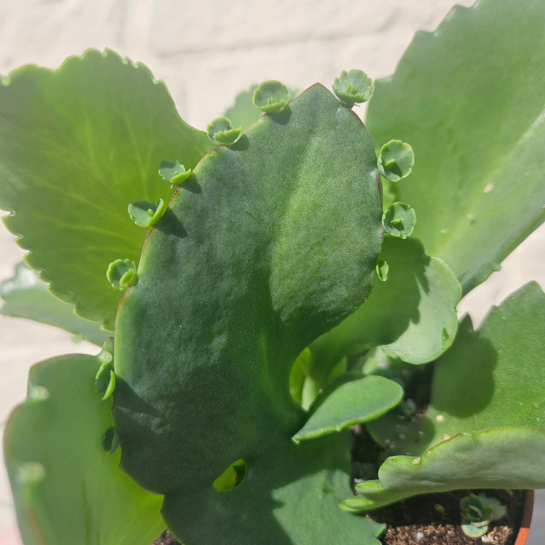 Kalanchoe daigremontiana (Mother of Thousands)