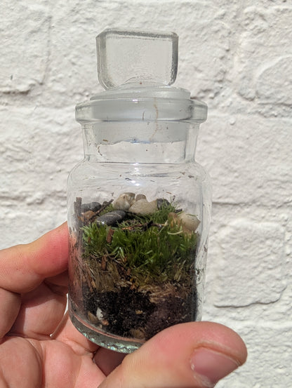 Closed mossarium with cork