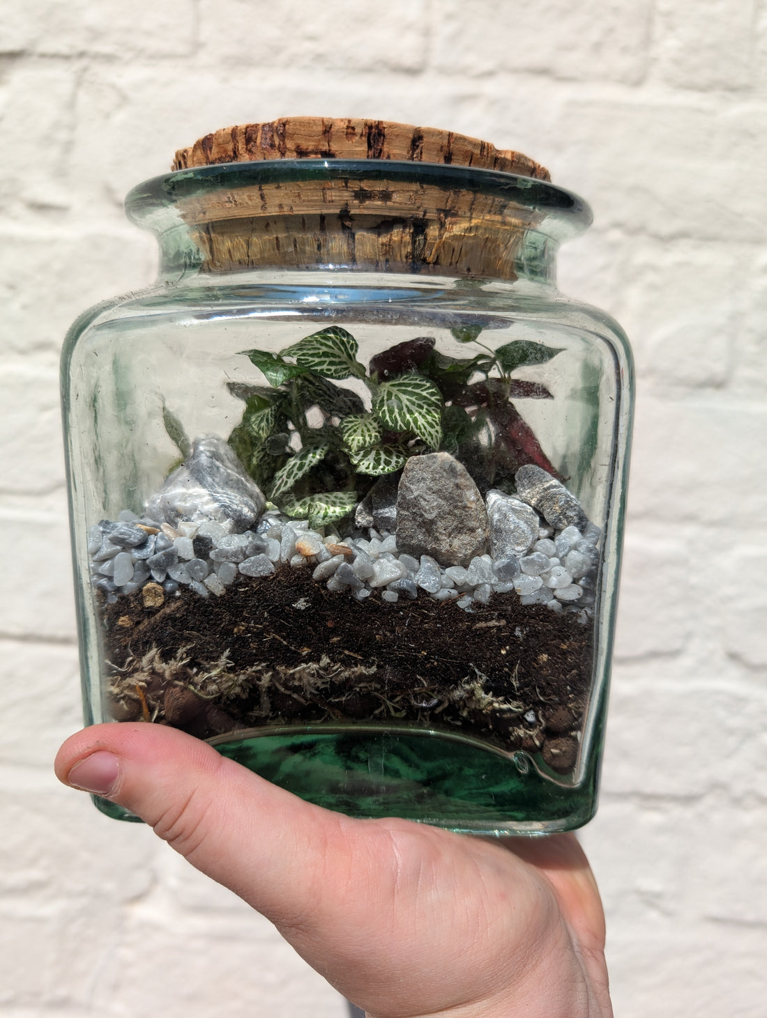Sqaure Vintage Glass Closed Terrarium with aged cork lid