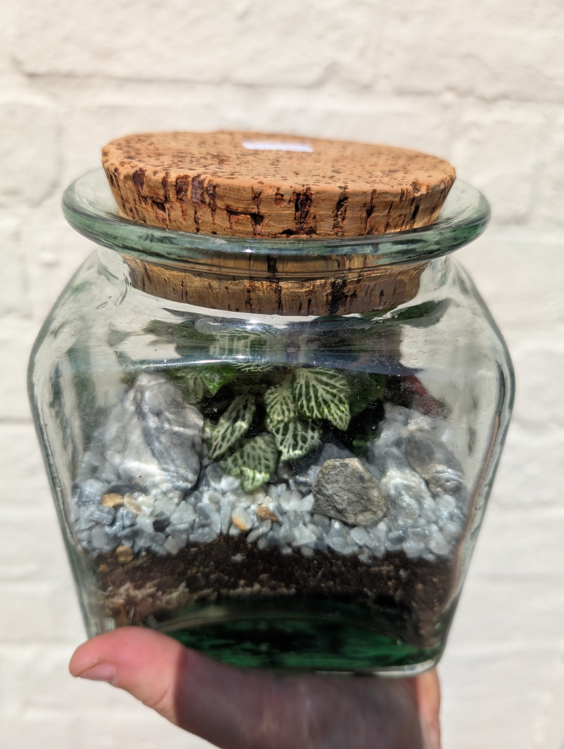 Sqaure Vintage Glass Closed Terrarium with aged cork lid