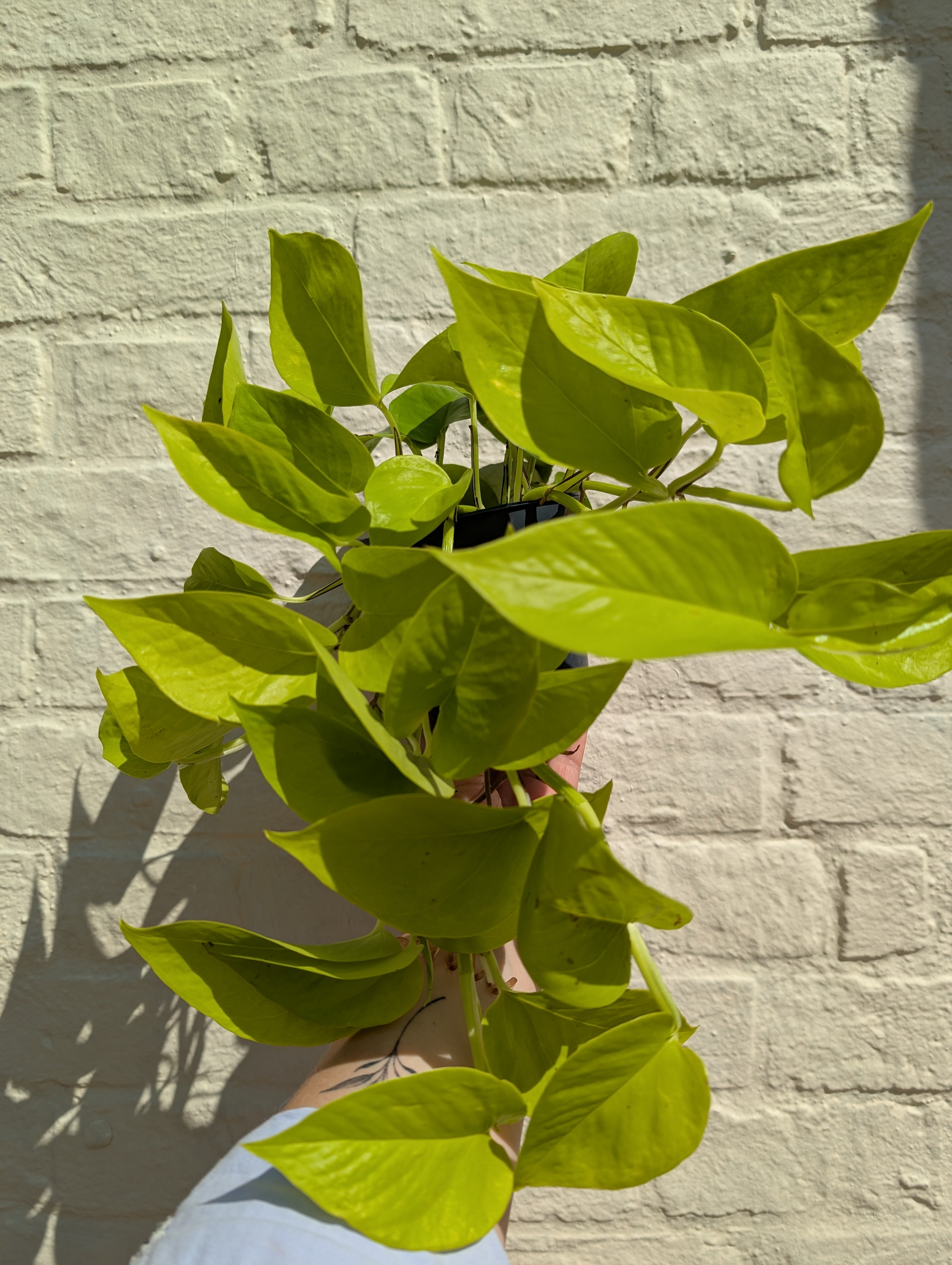 Epipremnum Aureum &