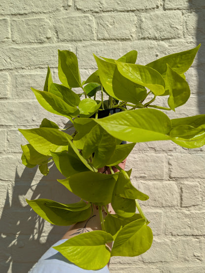 Epipremnum Aureum &