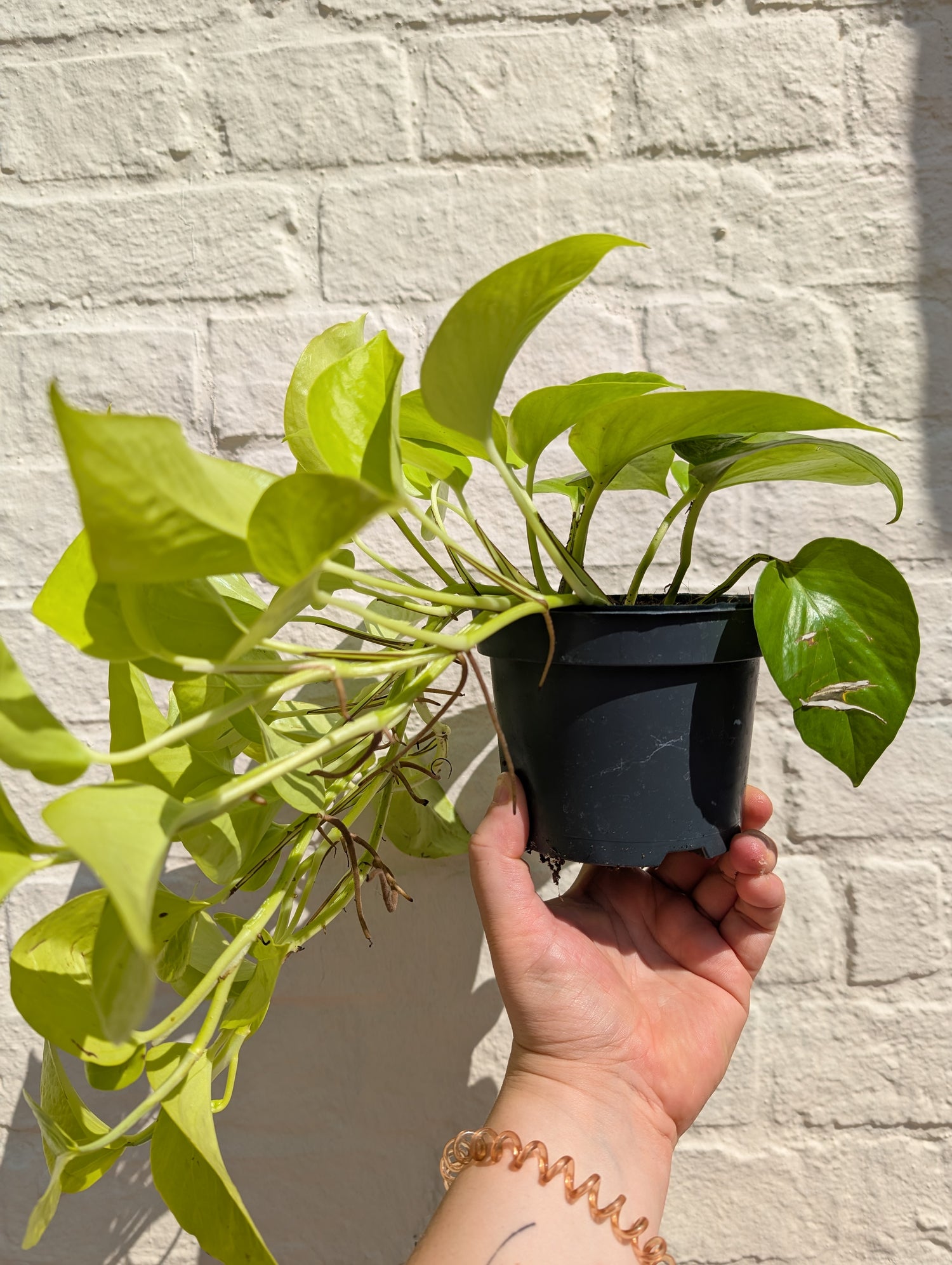 Epipremnum Aureum &