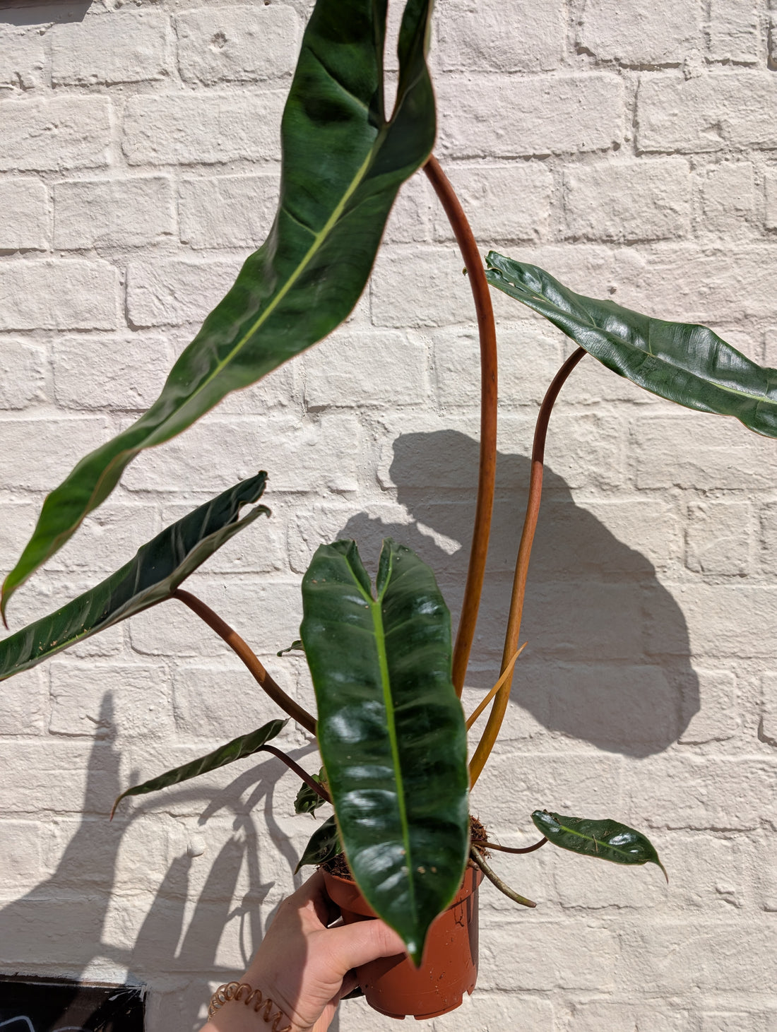 Philodendron billetiae &