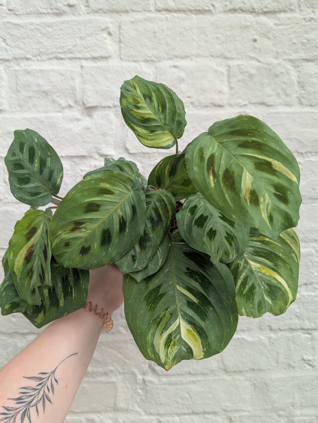 Maranta leuconeura  var. kerchoveana &